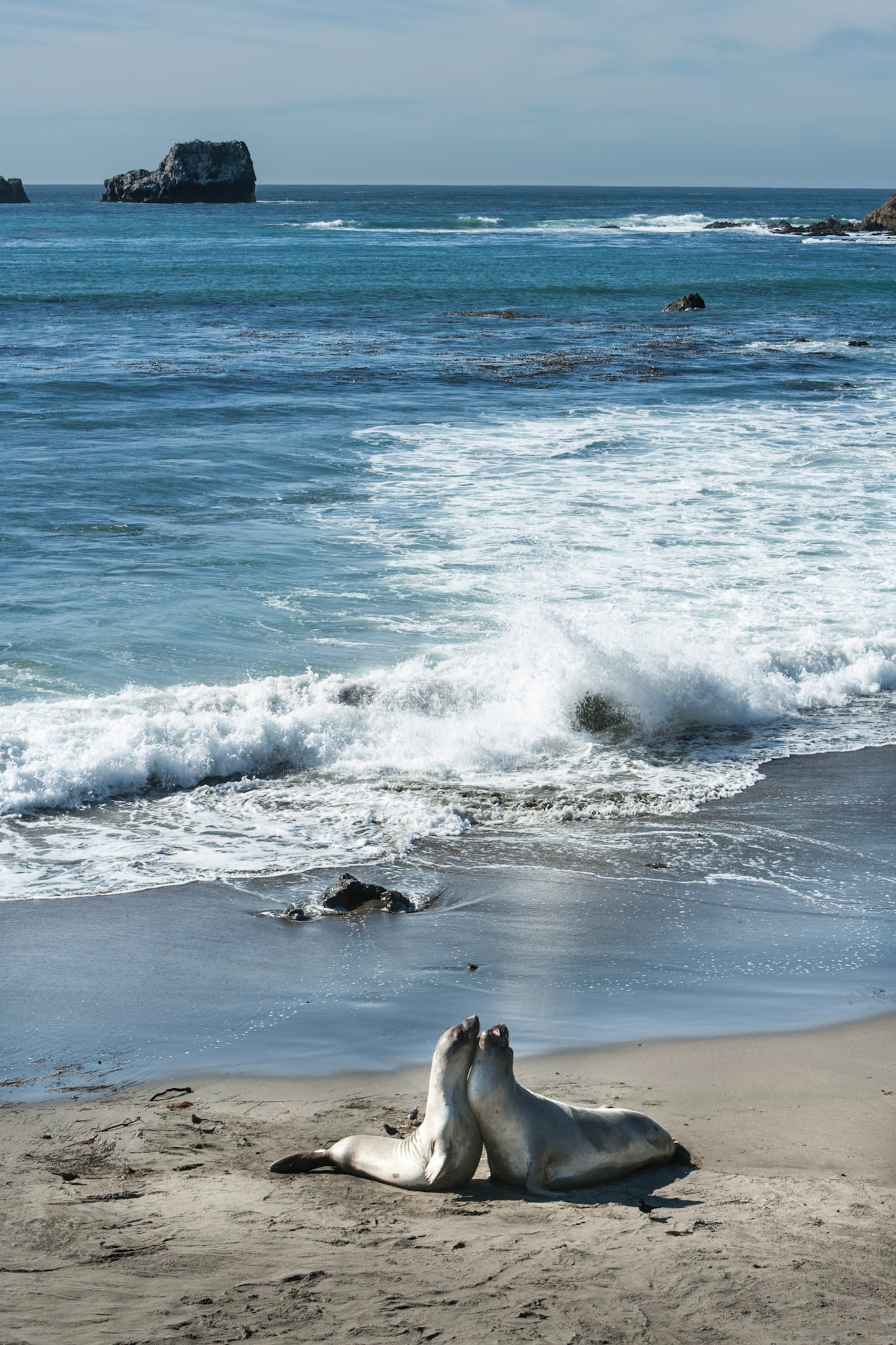 Elephant Seals at Piedras Blancas, San Simeon, Hwy 1, California, USA