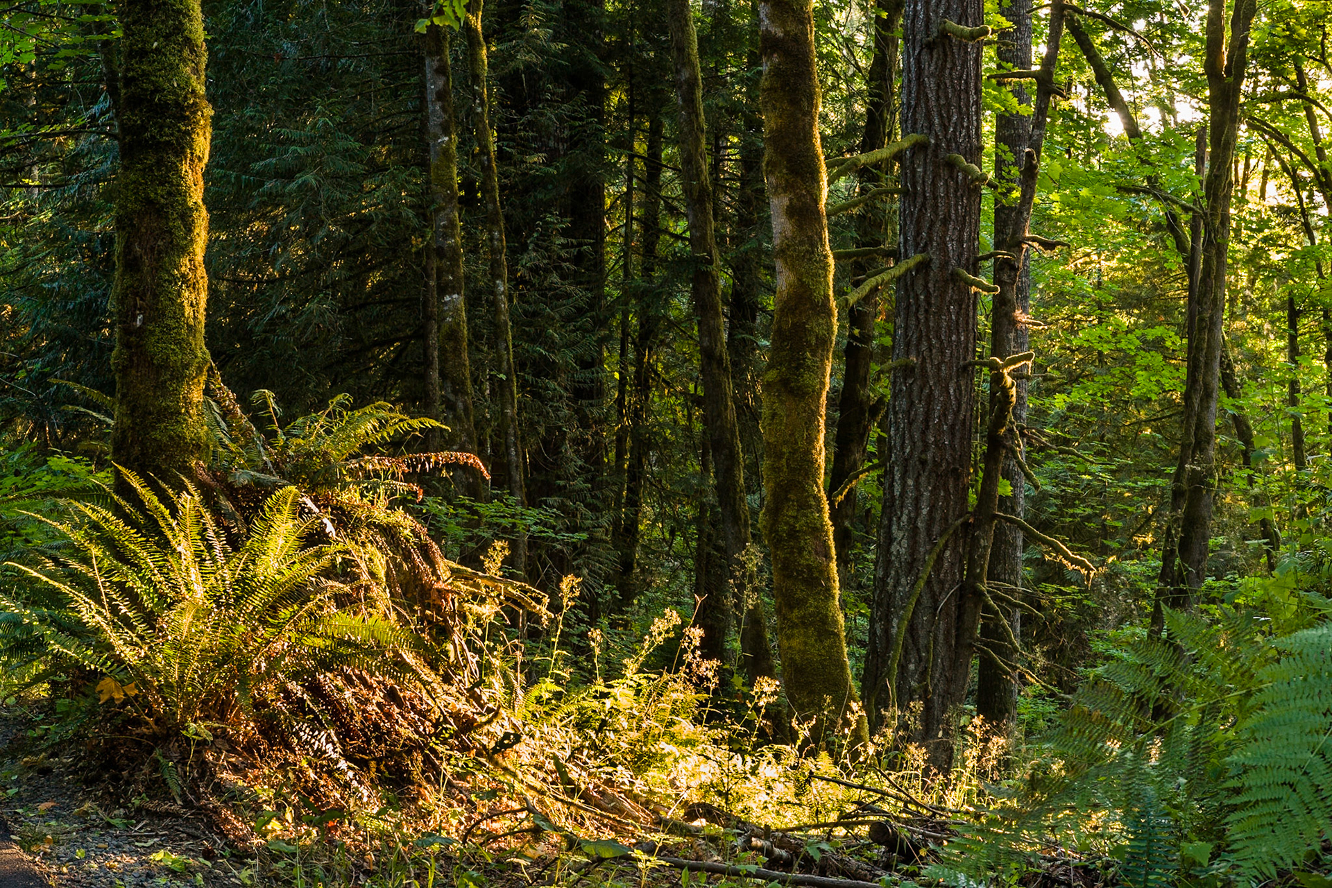 Sunset at Forest in Stub Stewart State Park, Oregon, USA