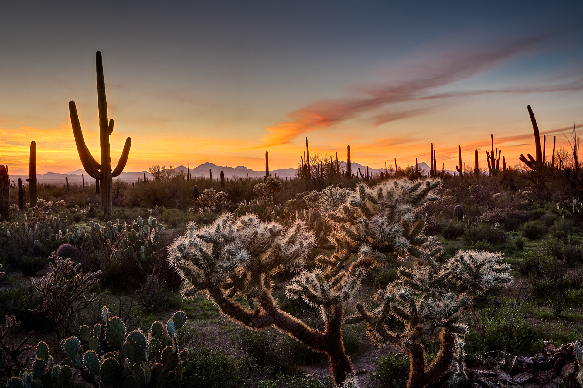 North Kinney Rd, Saguaro Nat'l Park near Tucson, Arizona, USA