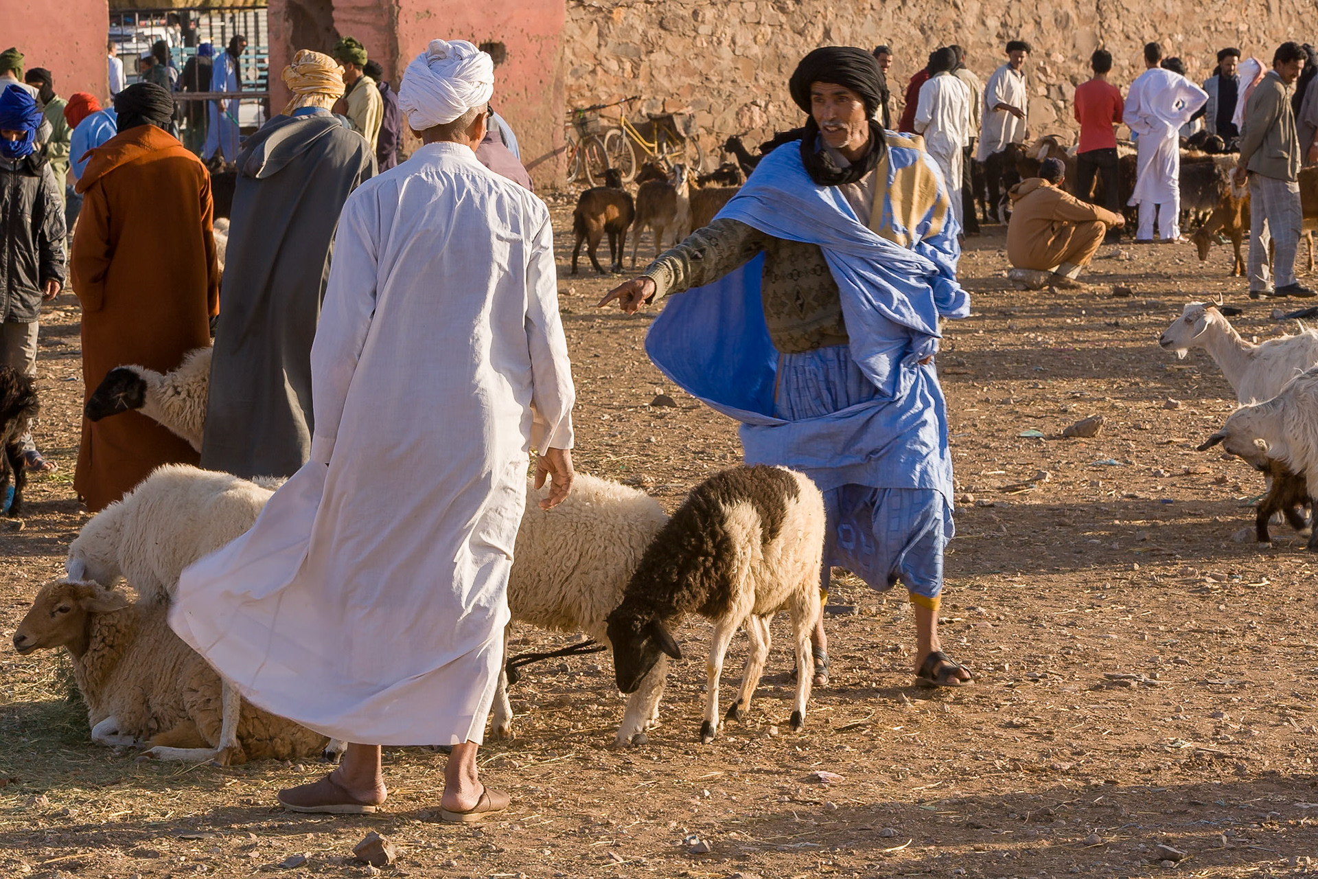 Sheep and goat market at Guelmim