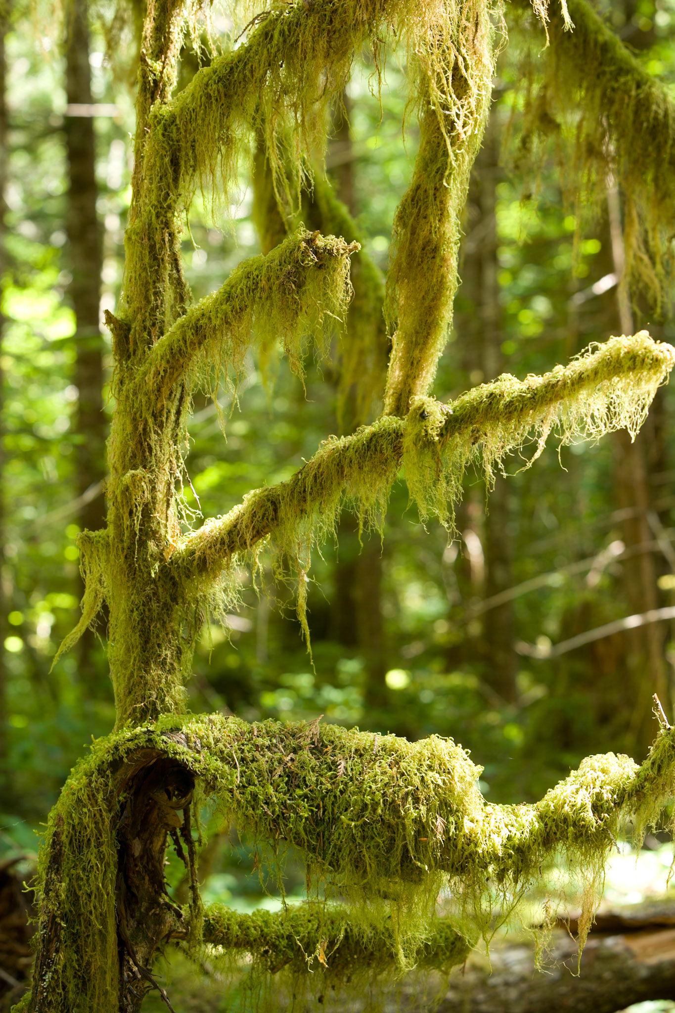 Newhalem Rainforest, North Cascades, WA, USA, AESTHETIC OR COMMERCIAL APPEAL OF IMAGE