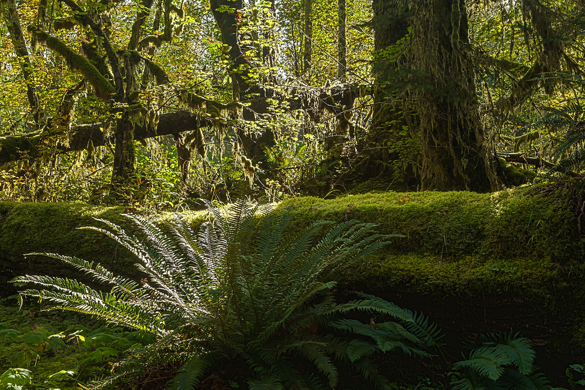Hall of Mosses in the Hoh Rainforest at Olympic national Park, Washington, USA