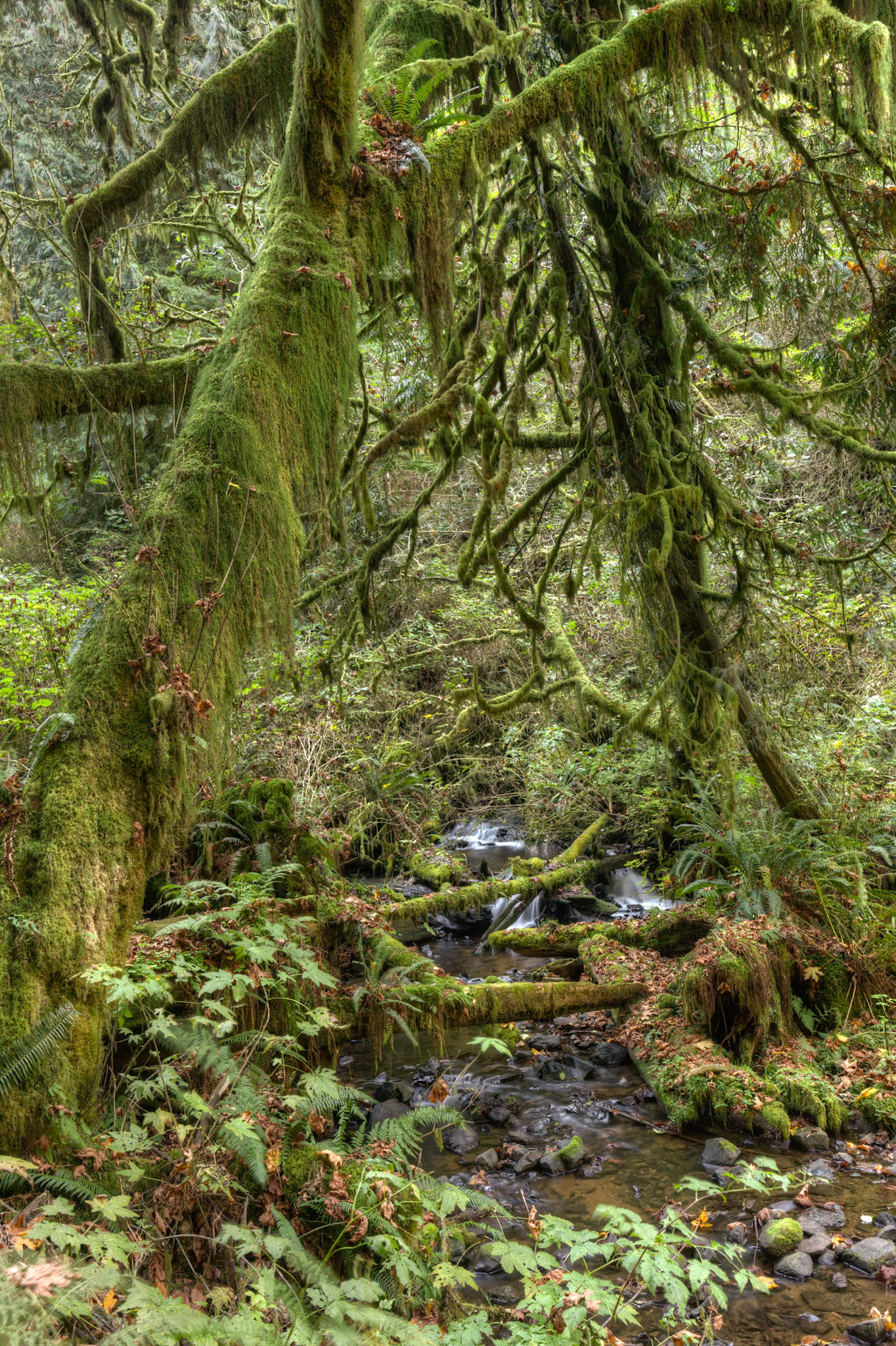 Mosses at River at Munson Creek Falls, OR, USA