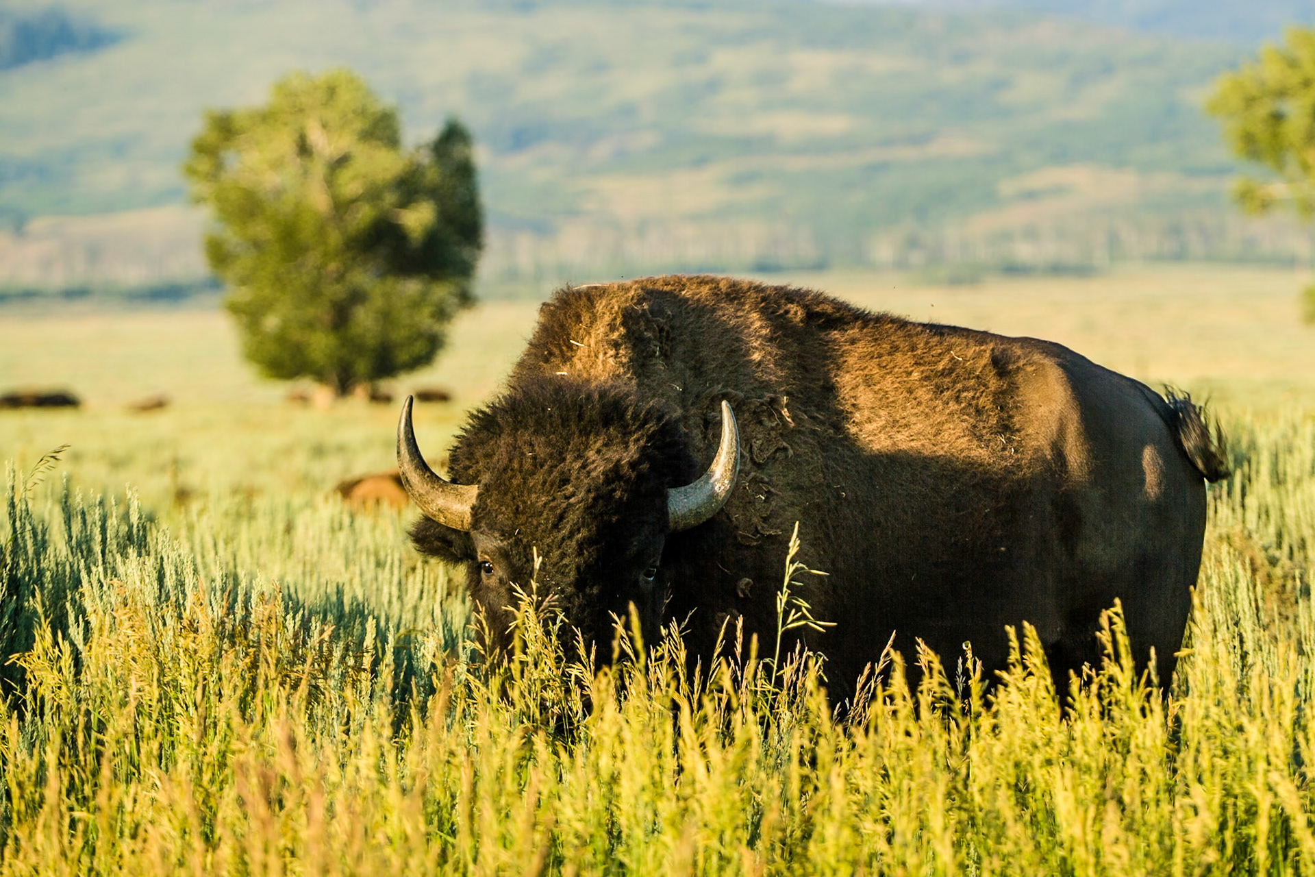 Buffalo, Grand Teton National Park, WY, USA