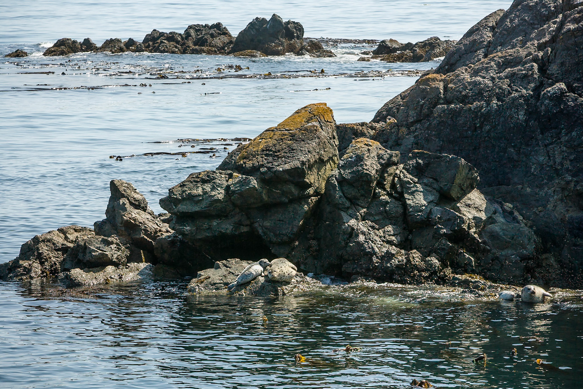 Sea Lions during Orca Whales Tour from Anacortes to San Juan Island Washington, USA,
