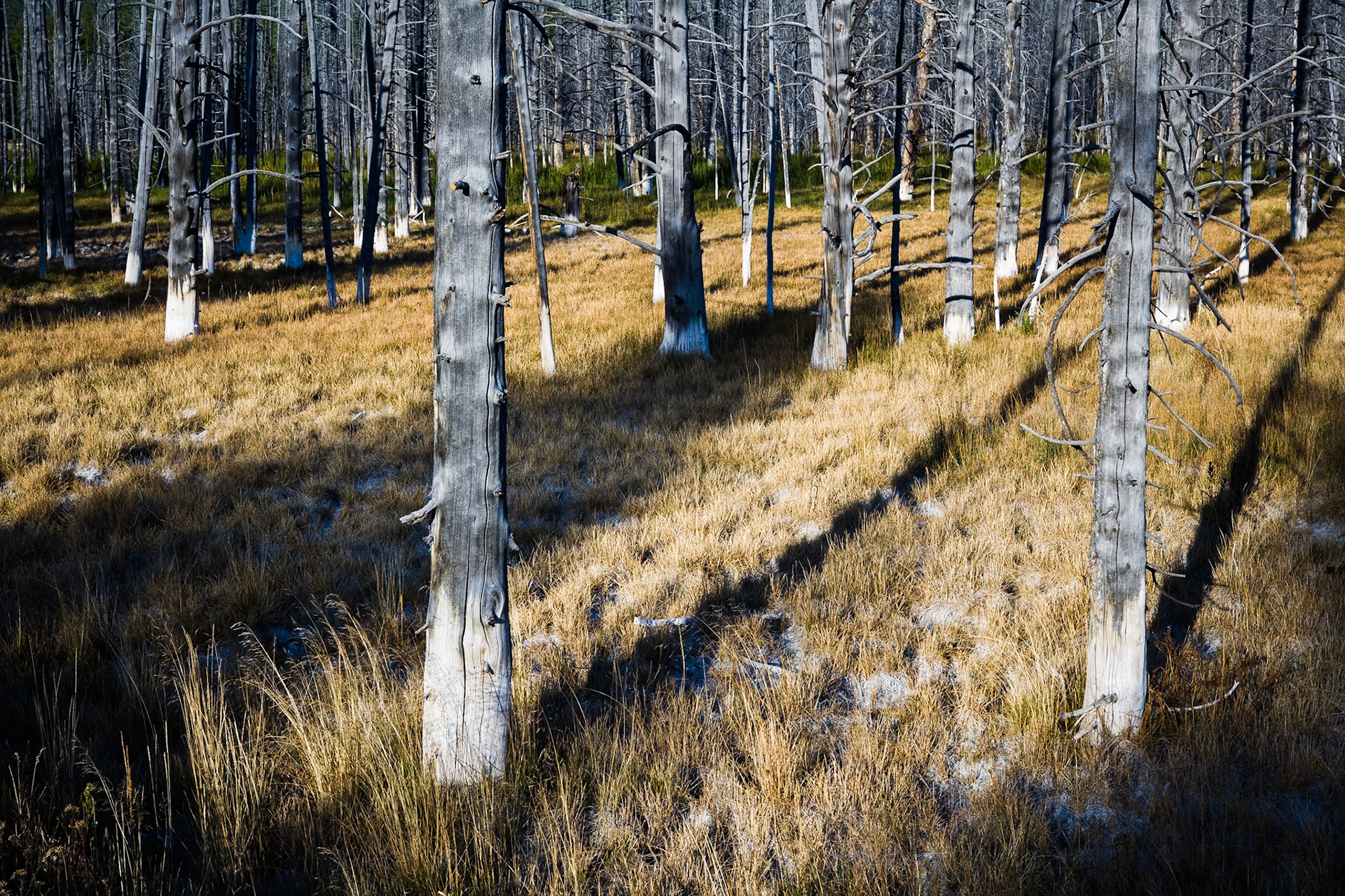 Lower Basin in Yellowstone, WY, USA