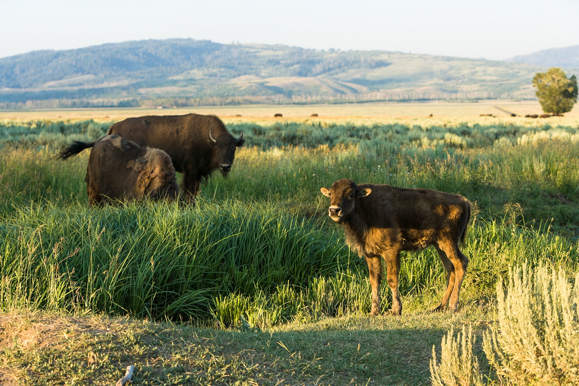 Buffalo, Bison herd in Grand Teton National Park, Wyoming, USA