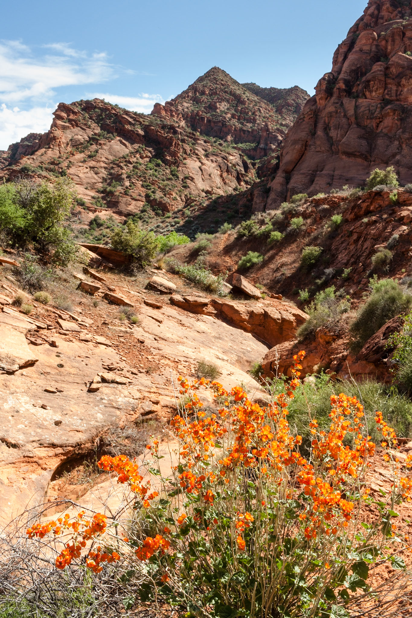 Wild flowers in Red Cliffs National Recreation near Water Canyon, UT, USA