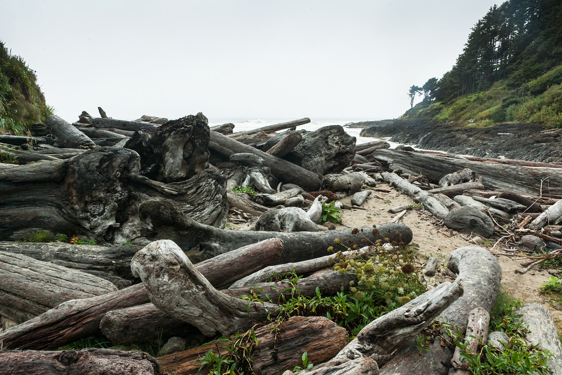 Driftwood on a foggy day at Devil's Churn at the coast of Oregon, Hwy 101, USA
