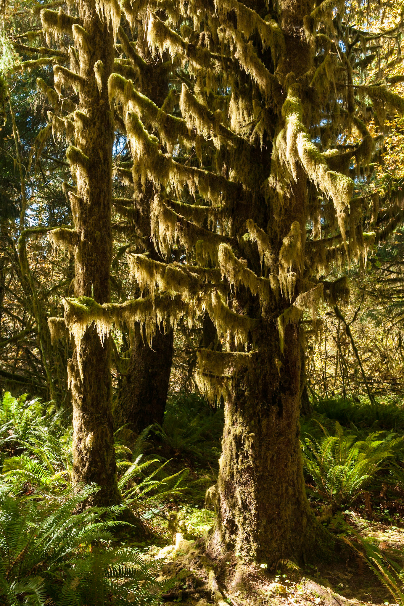 Spruce Trail at Hoh Rainforest at Olympic National Park, Washington USA