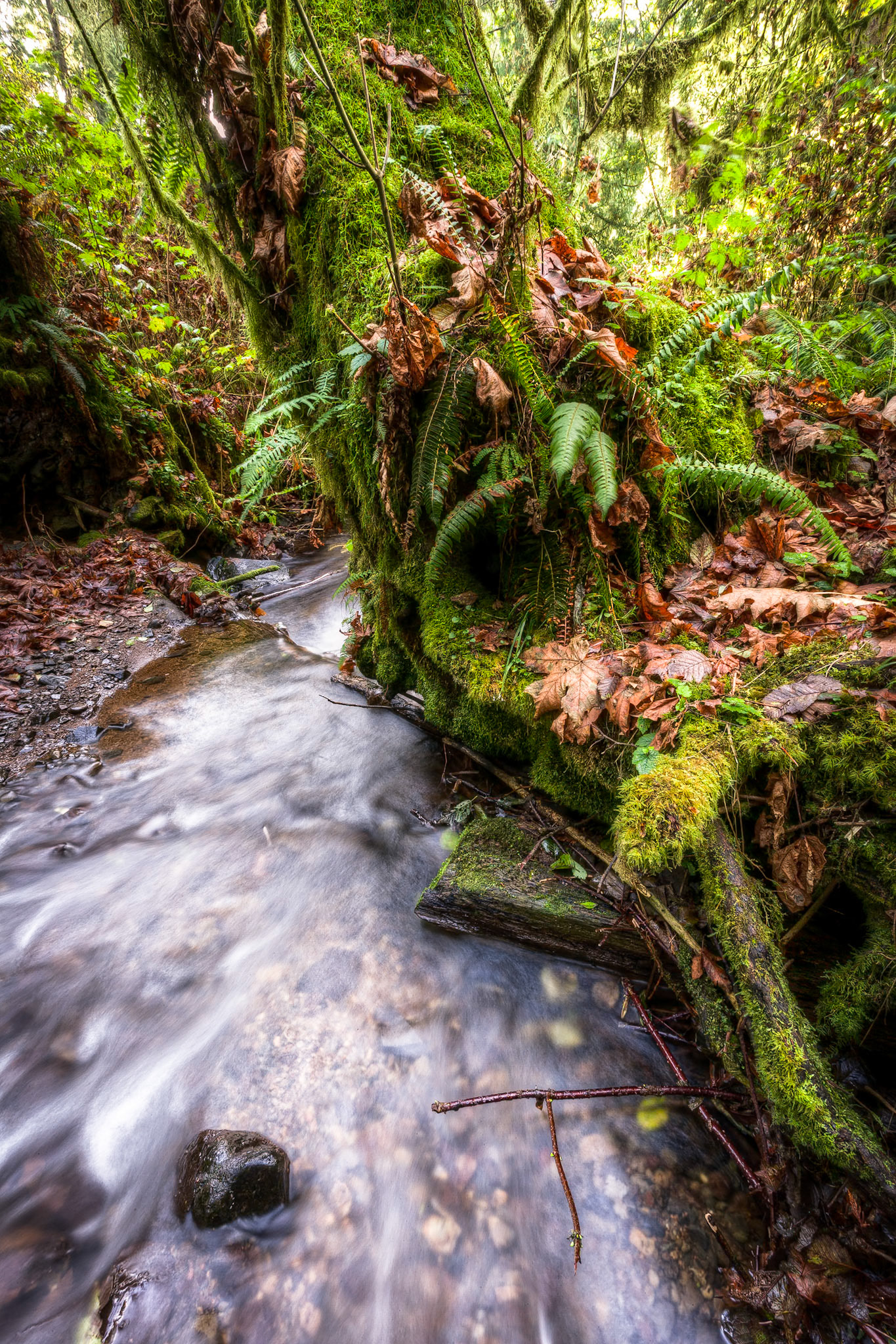 River at Munson Creek Falls,at autumn,  OR, USA
