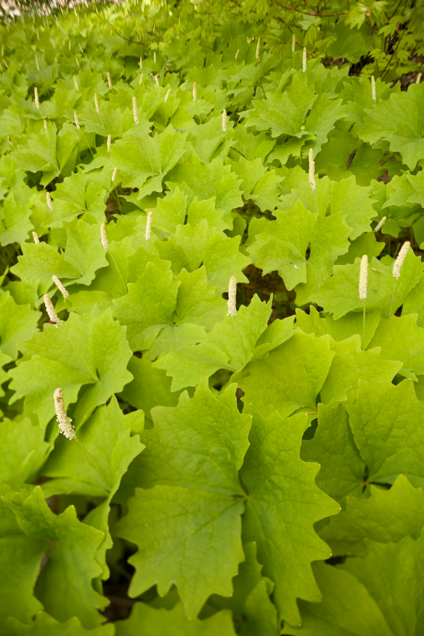 Fresh green leaves at Mount Rainier Nat'l Park, WA, USA, AESTHETIC OR COMMERCIAL APPEAL OF IMAGE
