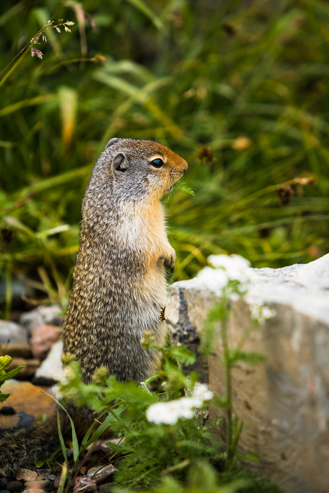 Ground Squirrel in Glacier National Park, Montana, USA