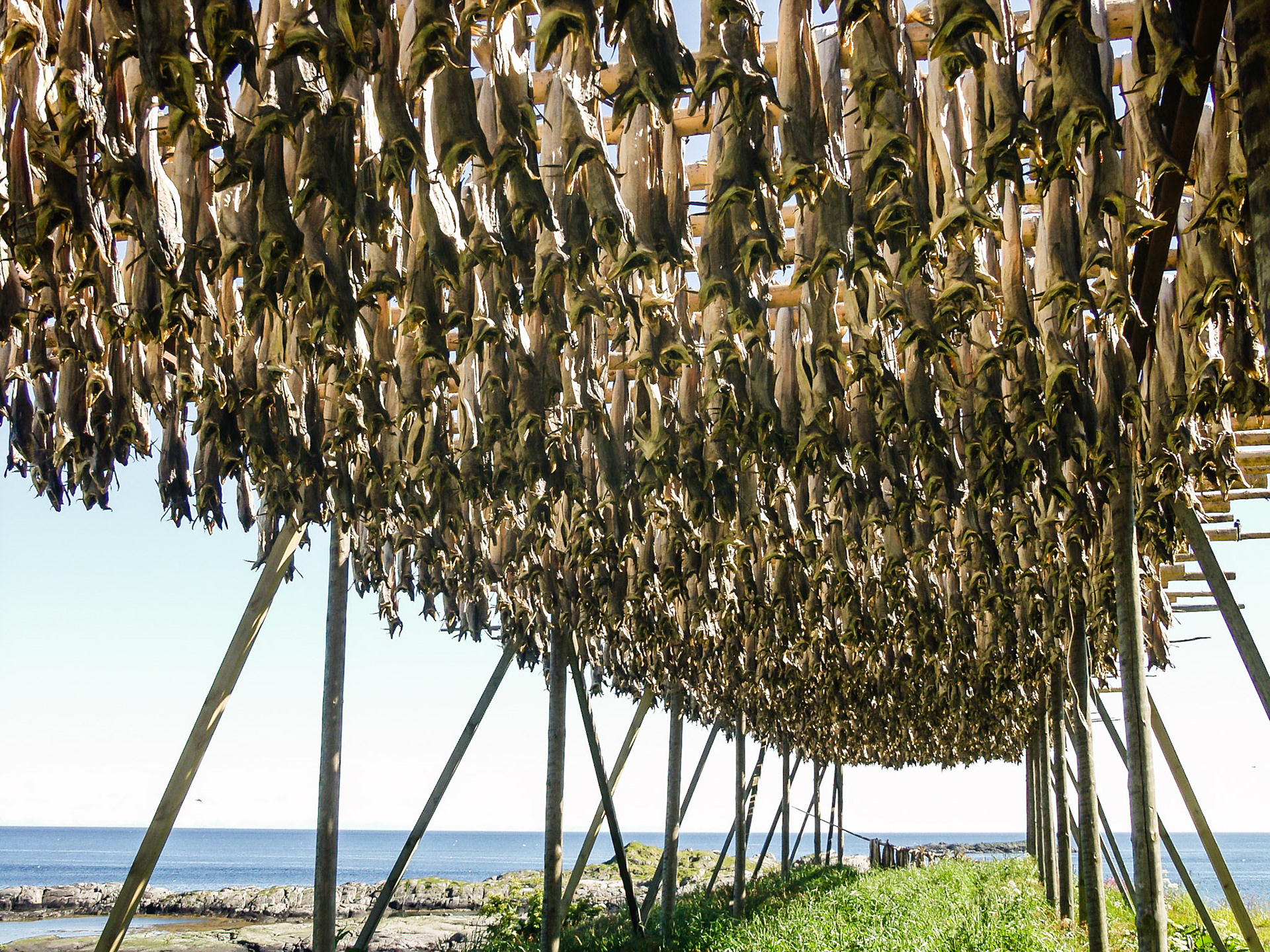 Fish hanging on sticks to dry, stockfish, at the village Å, at the Lofoten Moskenes, Norway