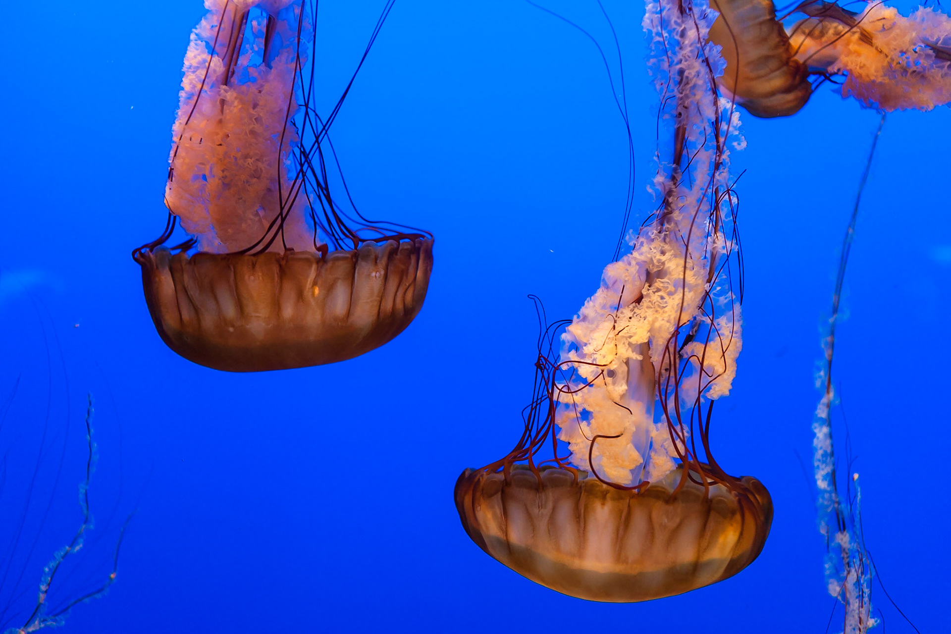 Sea nettle jelly, Chrysaora fuscescens,