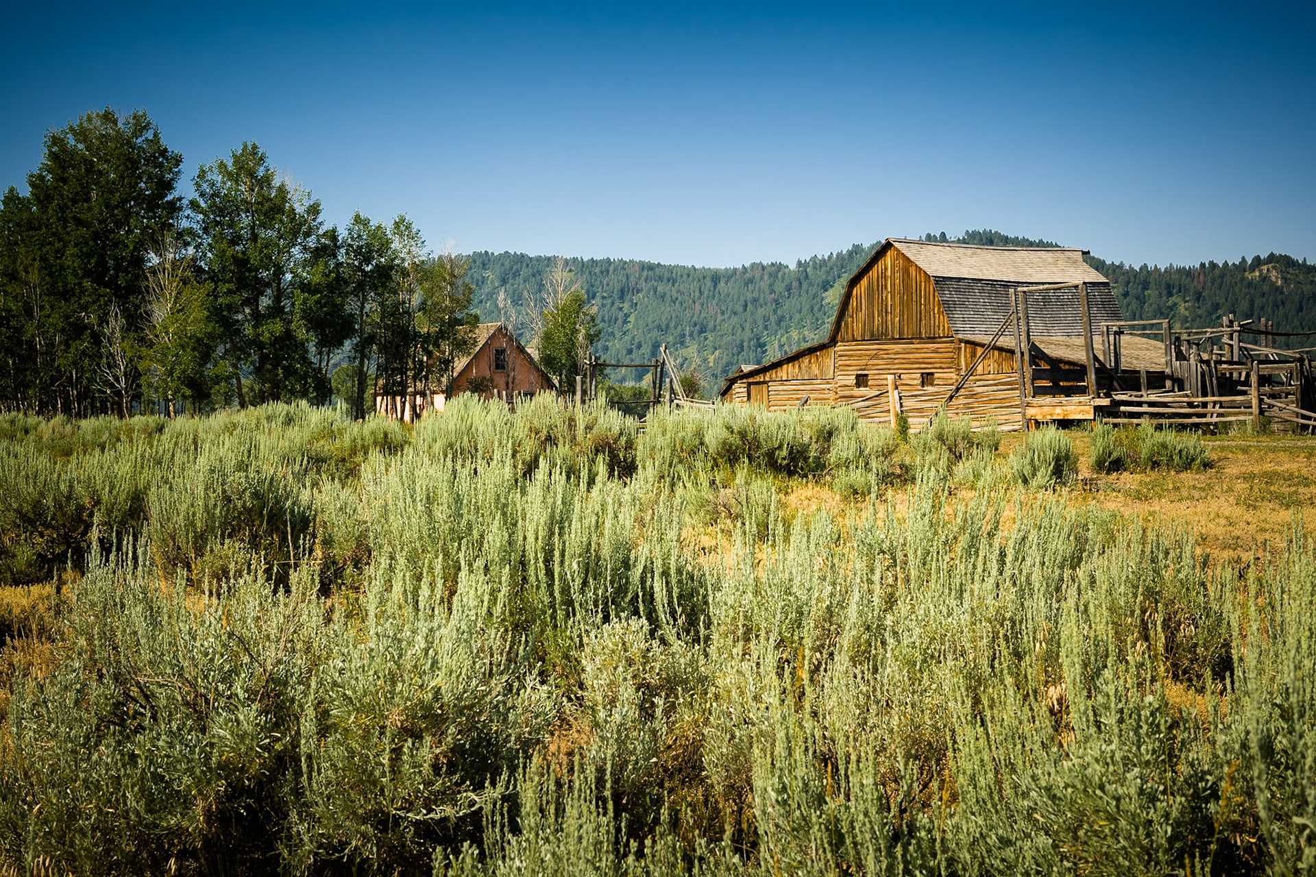 Barn at Mormon row Grand Teton National Park, Wyoming, USA