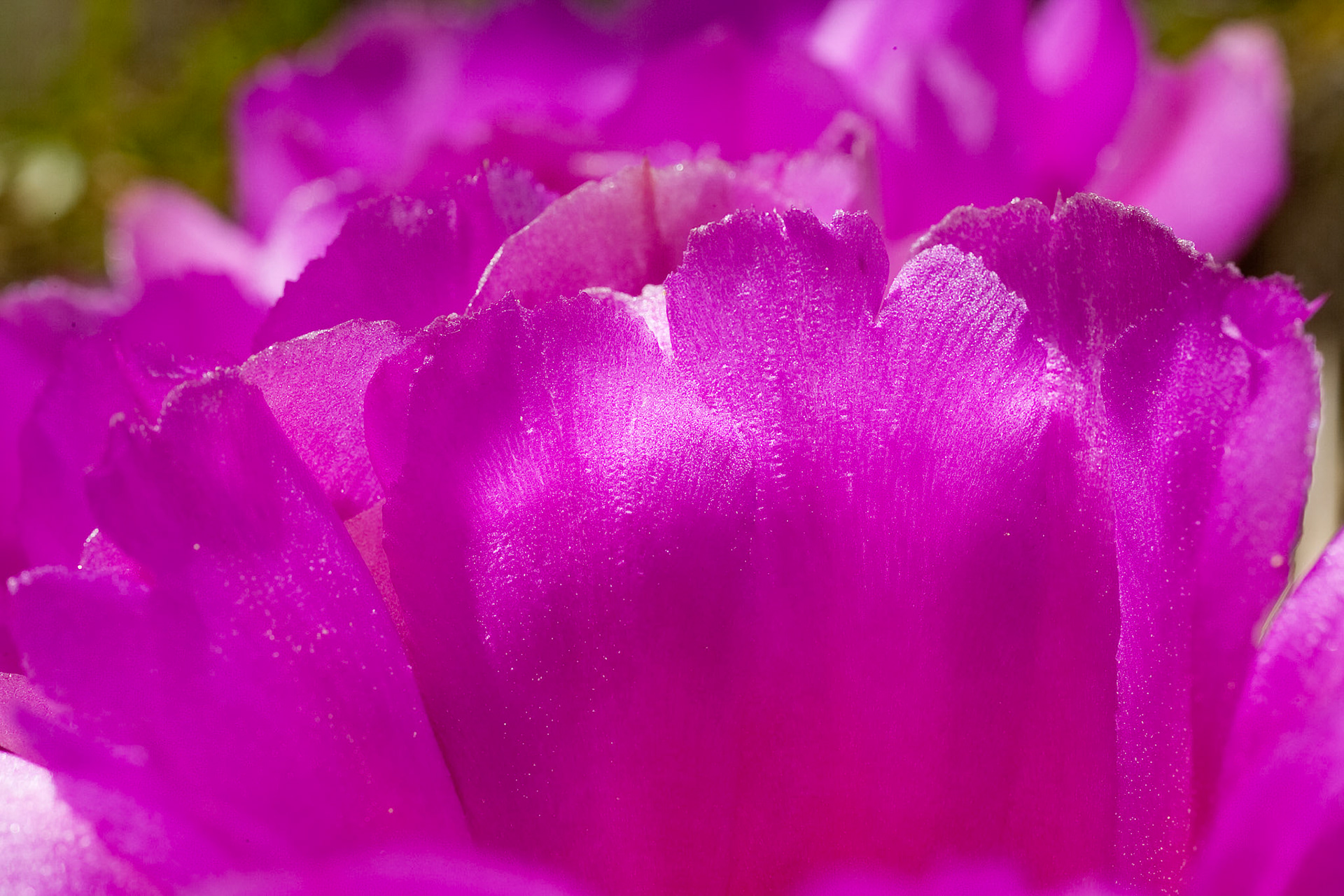 Close-up Cactus flower at Oliver Lee Memorial State Park, New Mexico, IMAGE OUT OF FOCUS