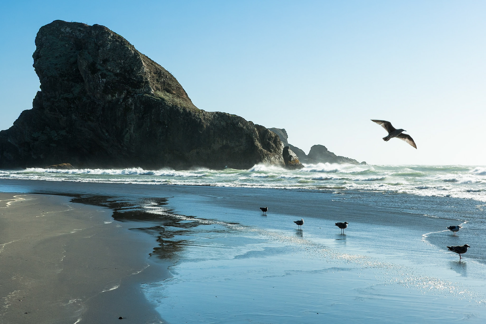 Gulls at the beach at Oregon Coast Hwy south of Cape Sebastian State Park