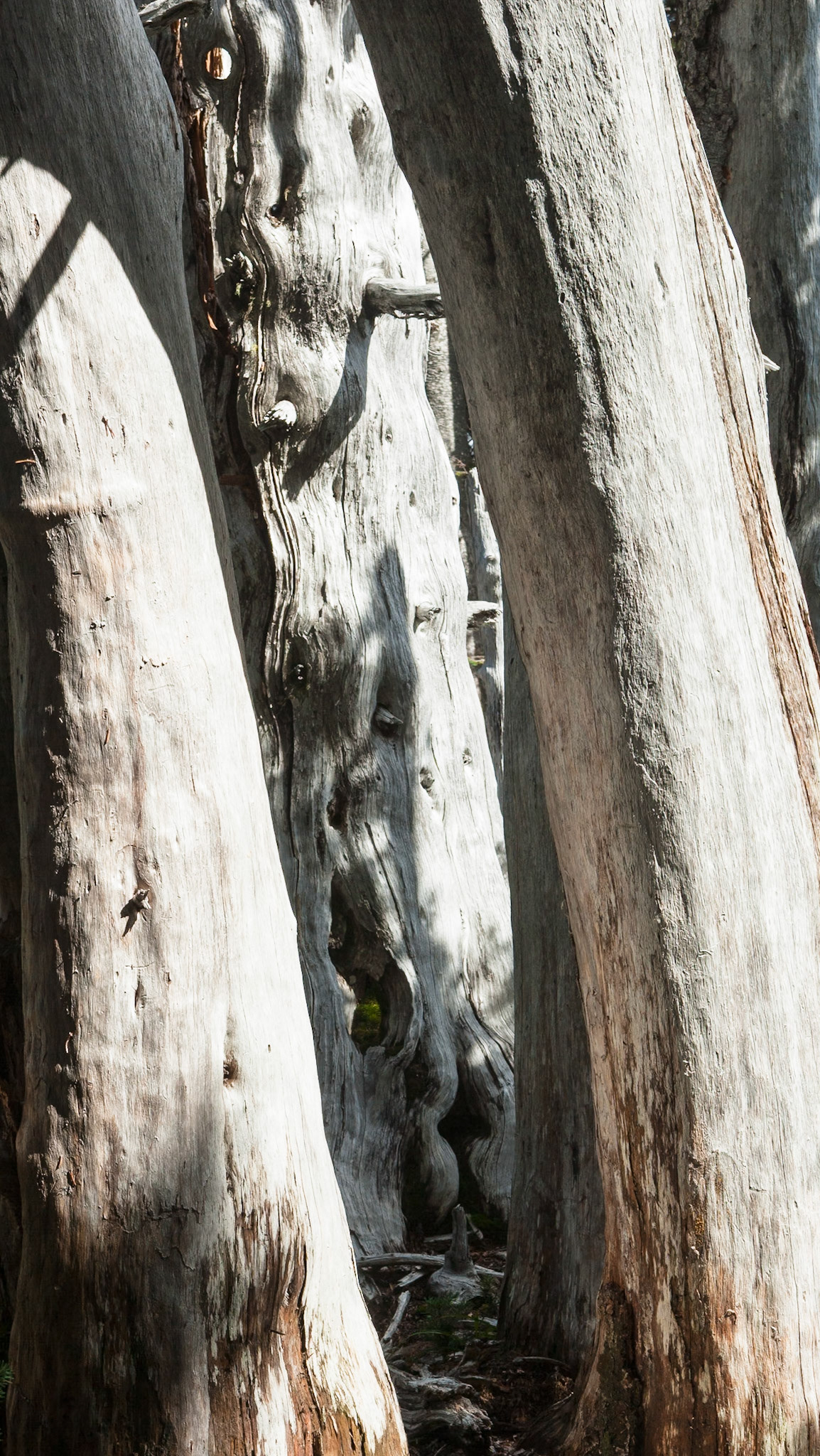 Trees at Hurricane Ridge, Olympic Nat'l Park, Washington, USA