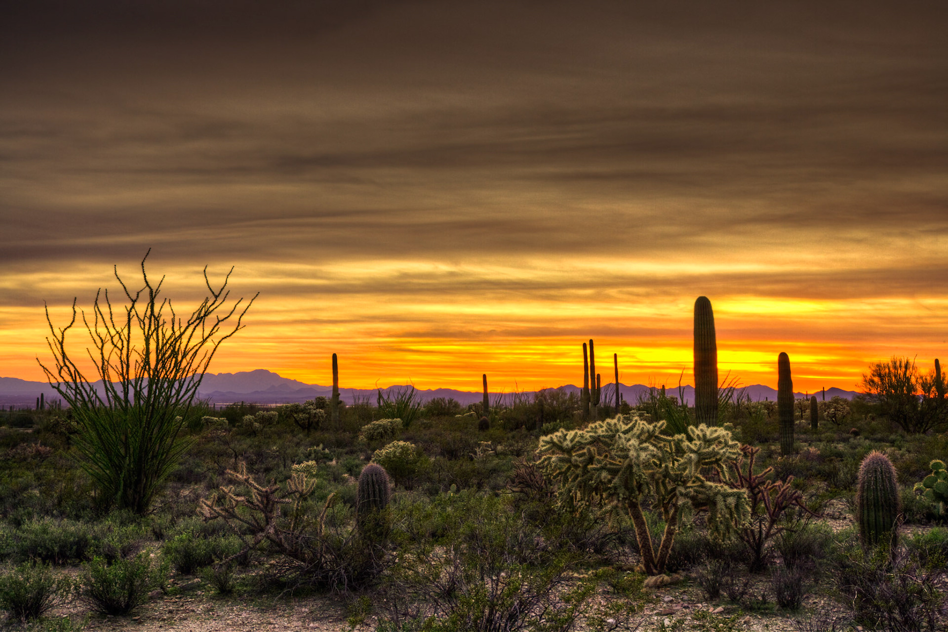 Sunset at Tucson Mountain Park near Gilbert Ray Campground, Arizona, USA