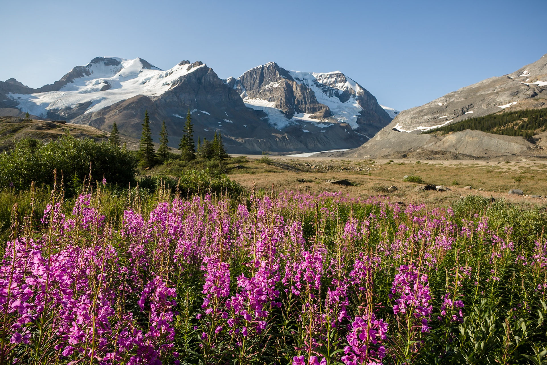 Mount Athabasca from Icefields Parkway, Jasper Nat'l Park, Alberta, CA