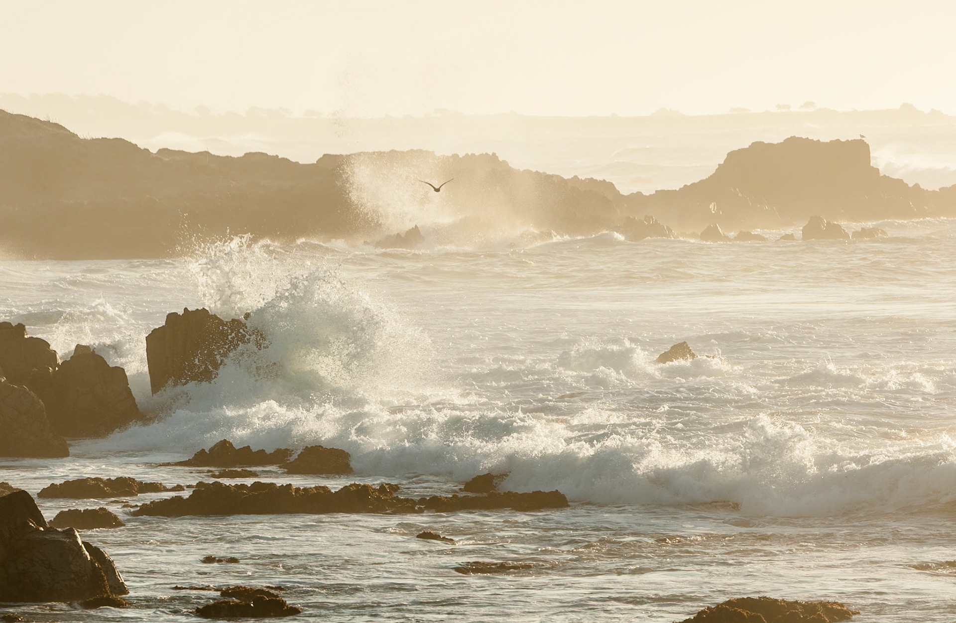 Asilomar State Beach near Monterey, California, USA