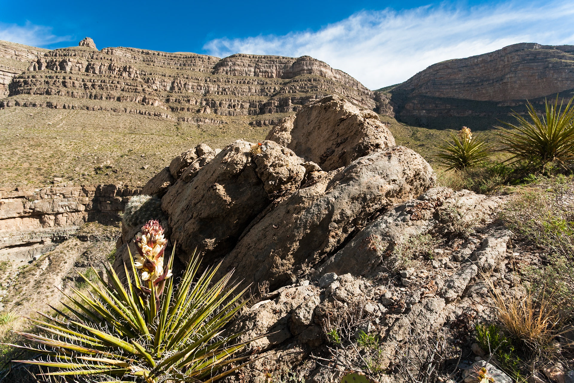 Blooming Yucca in Dog Canyon at Oliver Lee Memorial State Park, New Mexico, USA