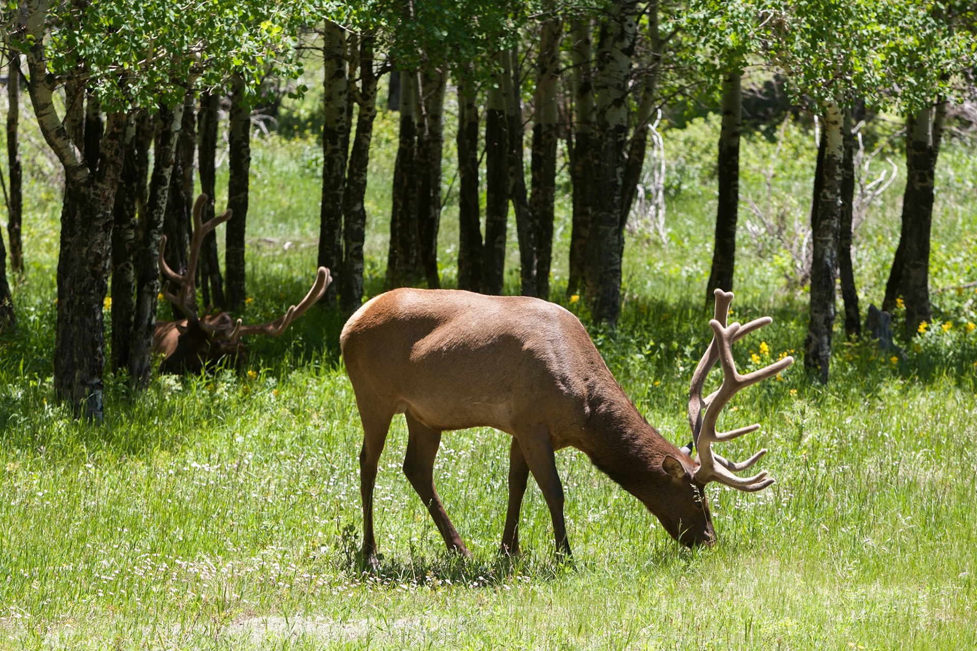 Elk in Rocky Mountain Nat'l Park, CO, USA
