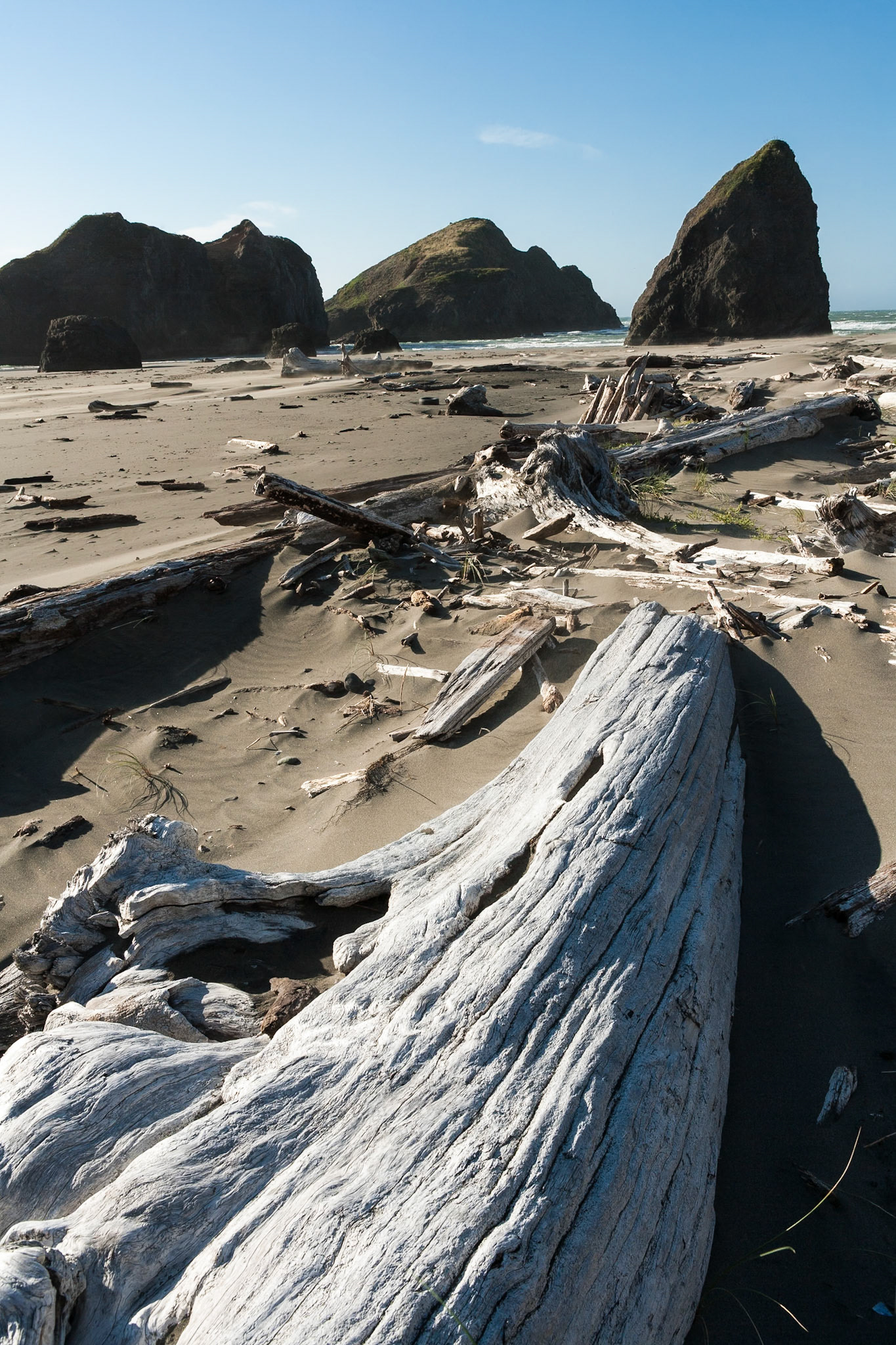 Driftwood at the beach of Oregon Coast Hwy south of Cape Sebastian State Park, OR, USA