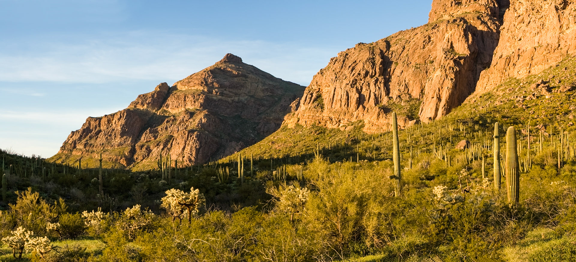 Organ Pipe Cactus National Monument, Arizona, USA