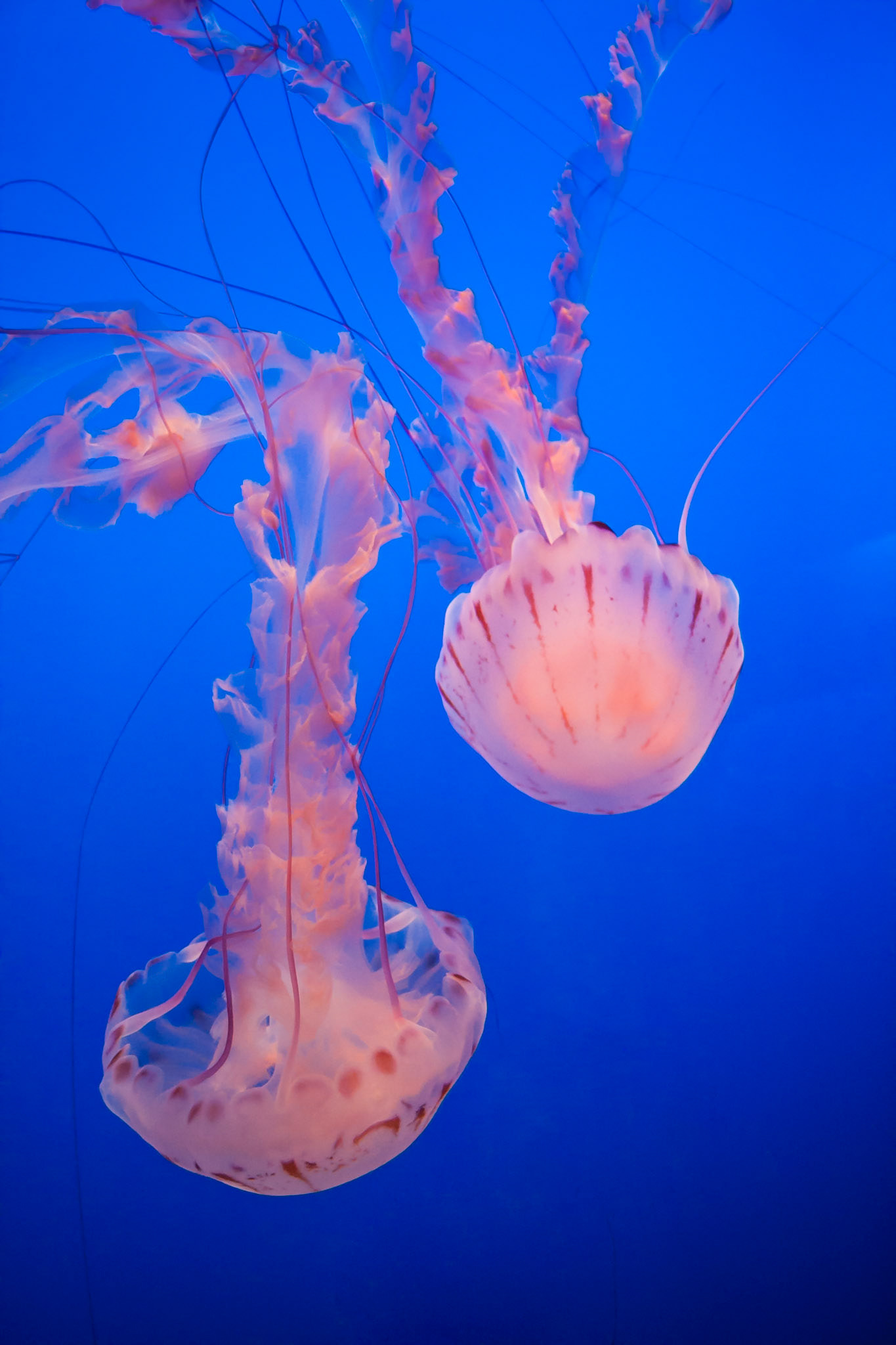 Pink Purple-striped jelly in blue water