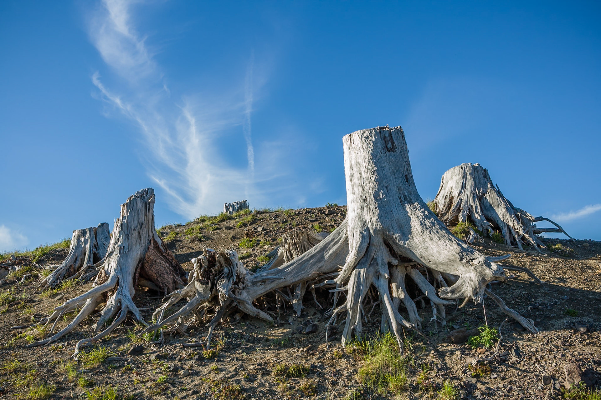 Stumbs at Mount St Helene, WA, USA