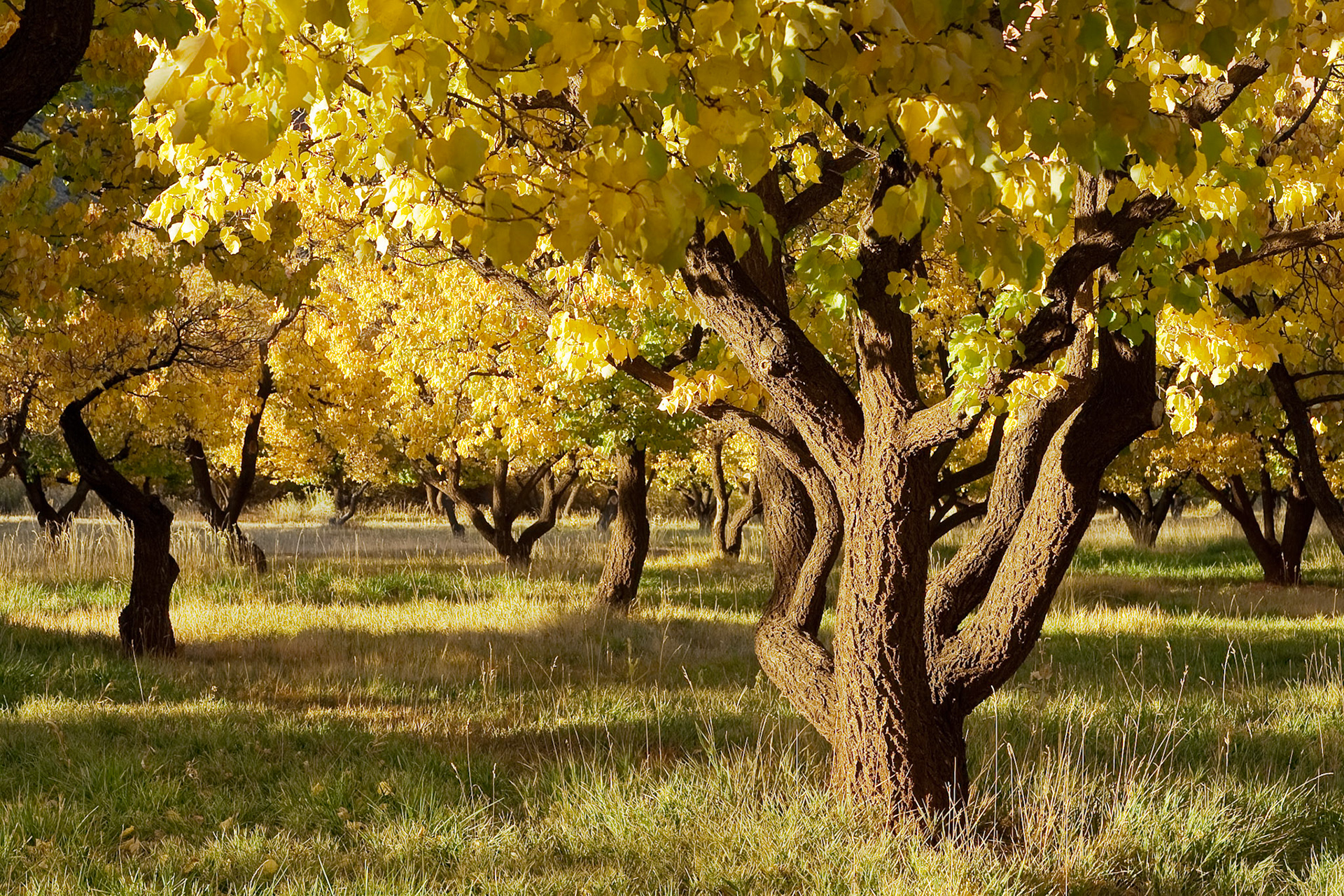 Autumn at Fruita Orchard, Capitol Reef Nat'l Park, Utah, ARTIFACTS PROBLEM