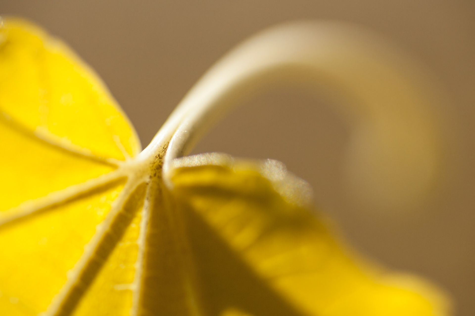 Yellow Autumn leaf, USA