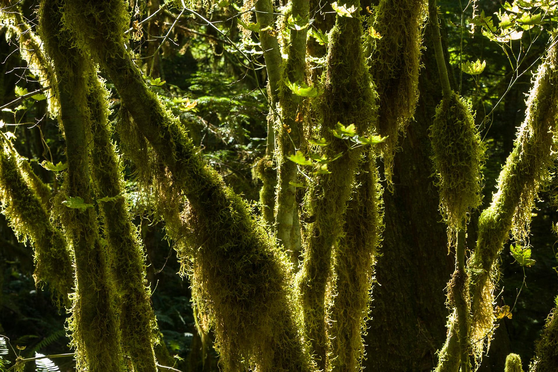 Newhalem Rainforest, North Cascades, WA, USA