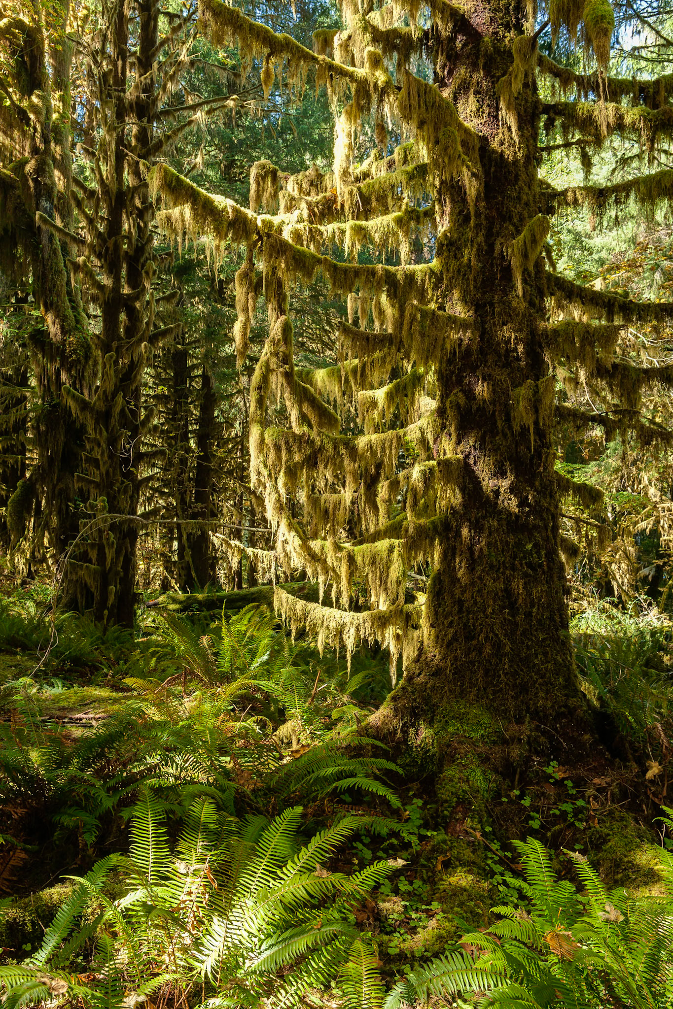 Spruce Trail at Hoh Rainforest at Olympic National Park, Washington USA