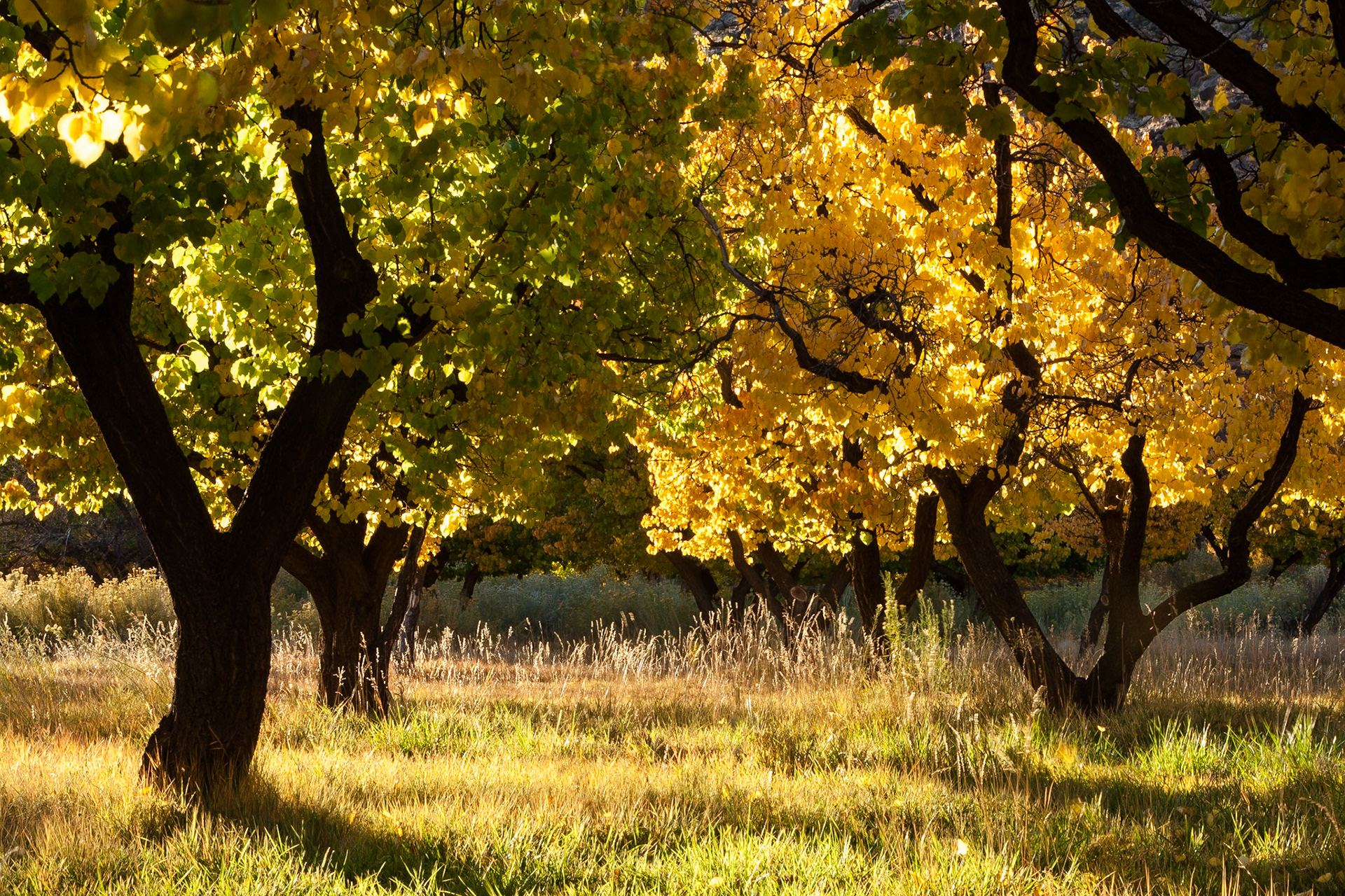 Autumn (Fall) at Fruita Orchard, Capitol Reef Nat'l Park, Utah, USA