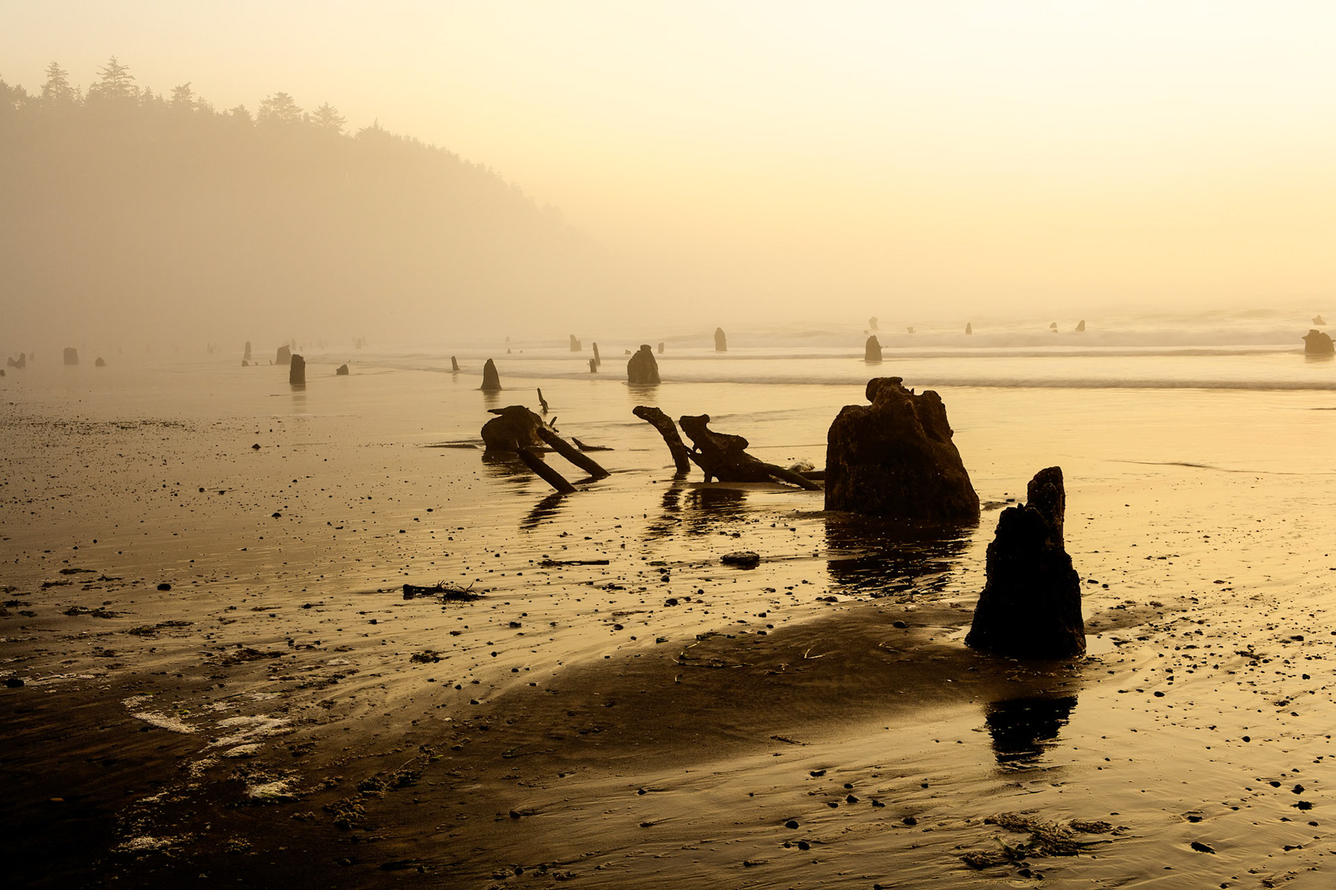 Sunset at South Beach with Petrified trees at Neskowin, OR, USA