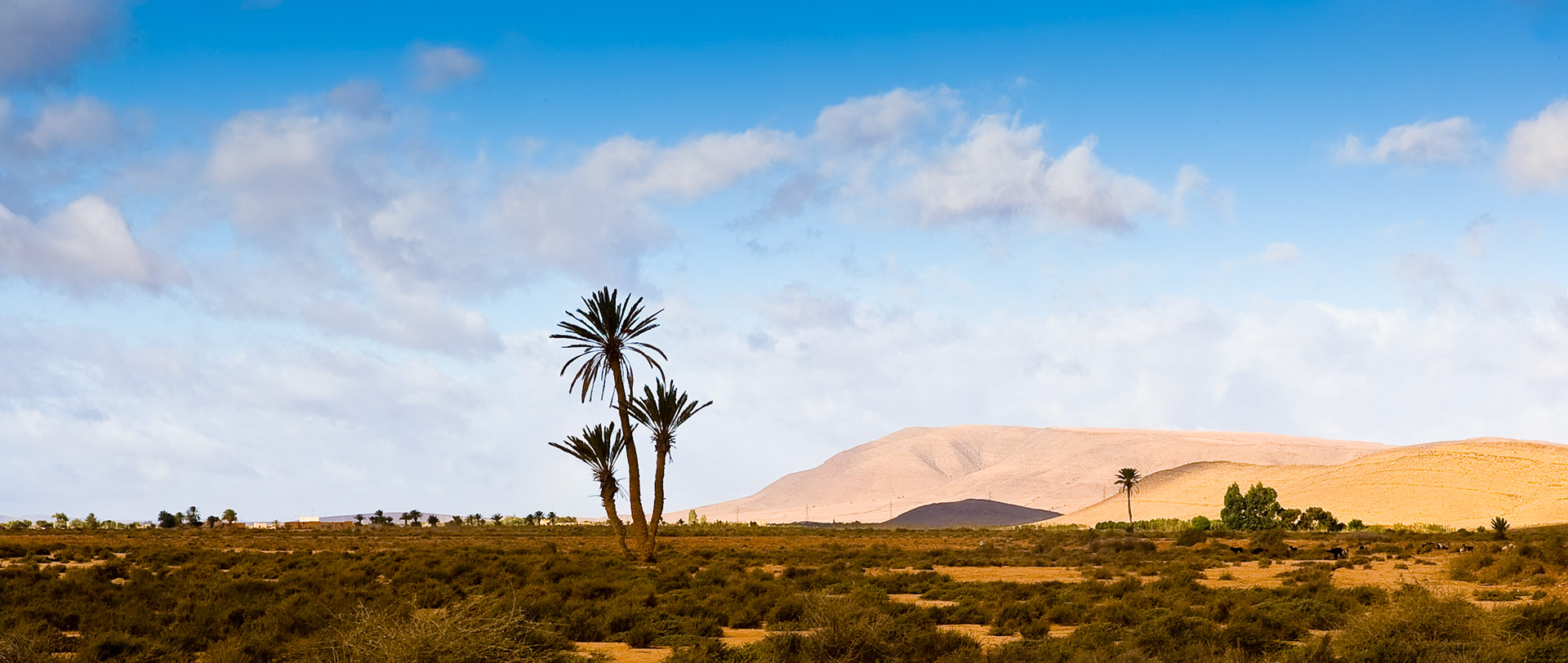 Palm trees in Oasis near Guelmim, Morocco