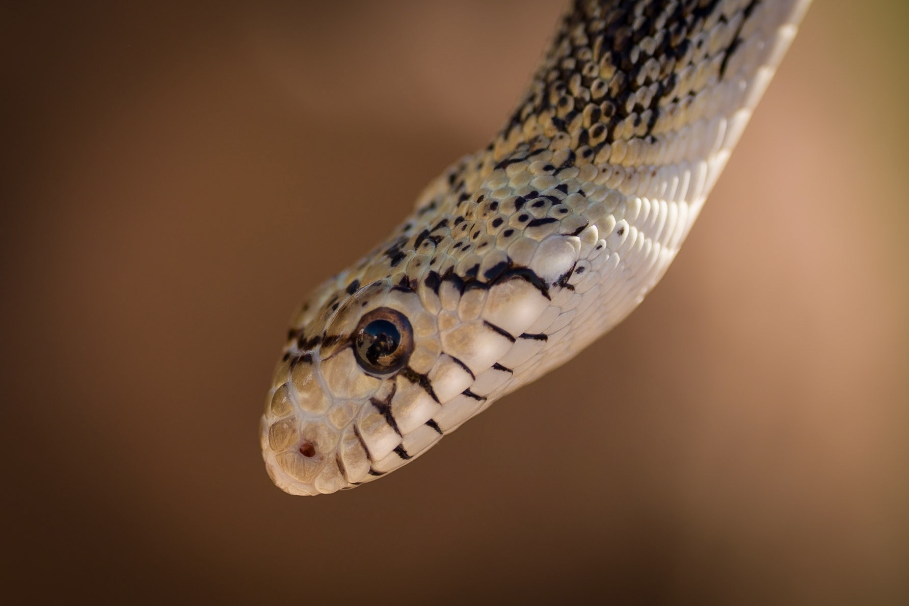 Snake at the Sonorian Desert Museum , Tucson, AZ, USA