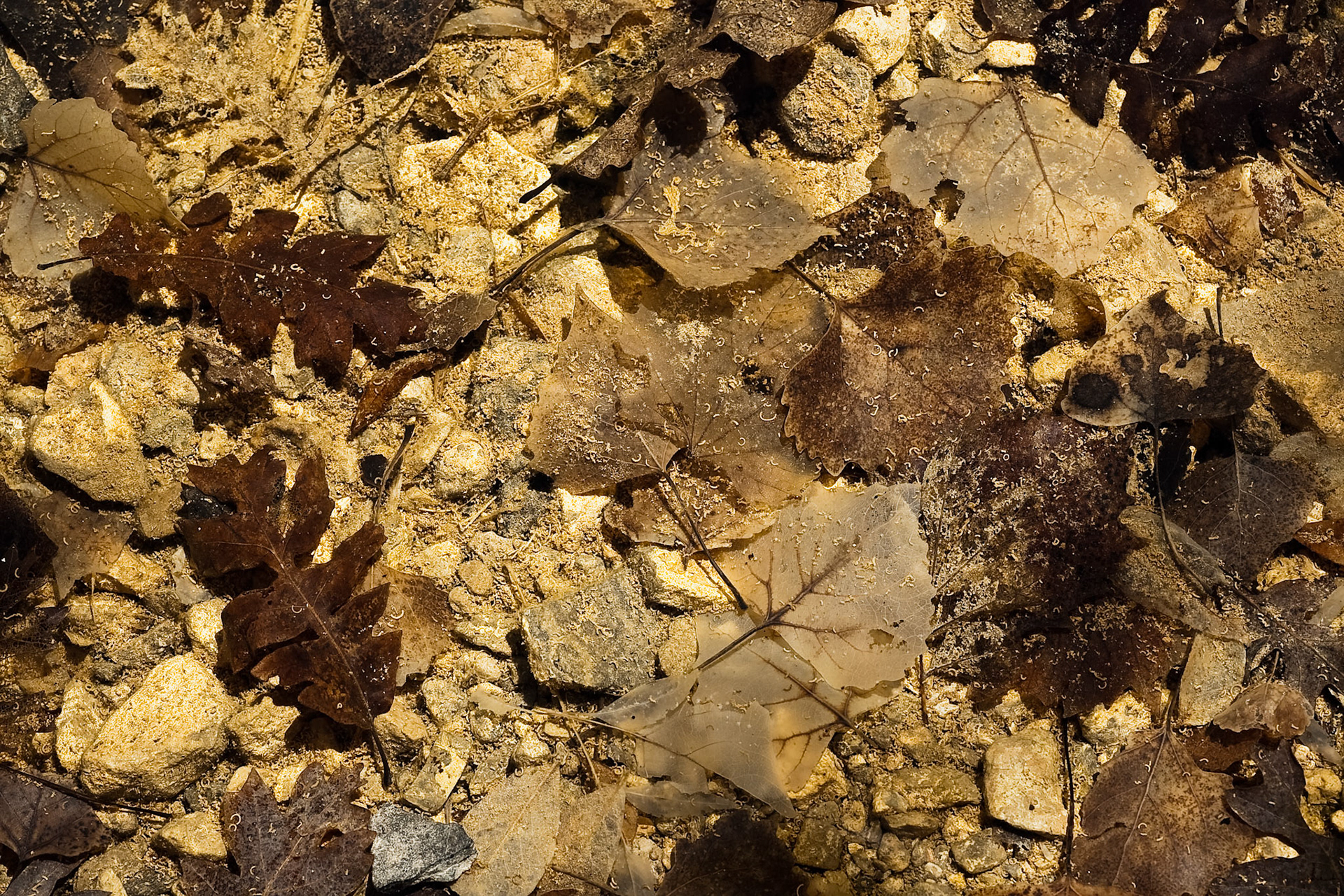 Leaves in the water at Oliver Lee Memorial State Park, New Mexico, USA
