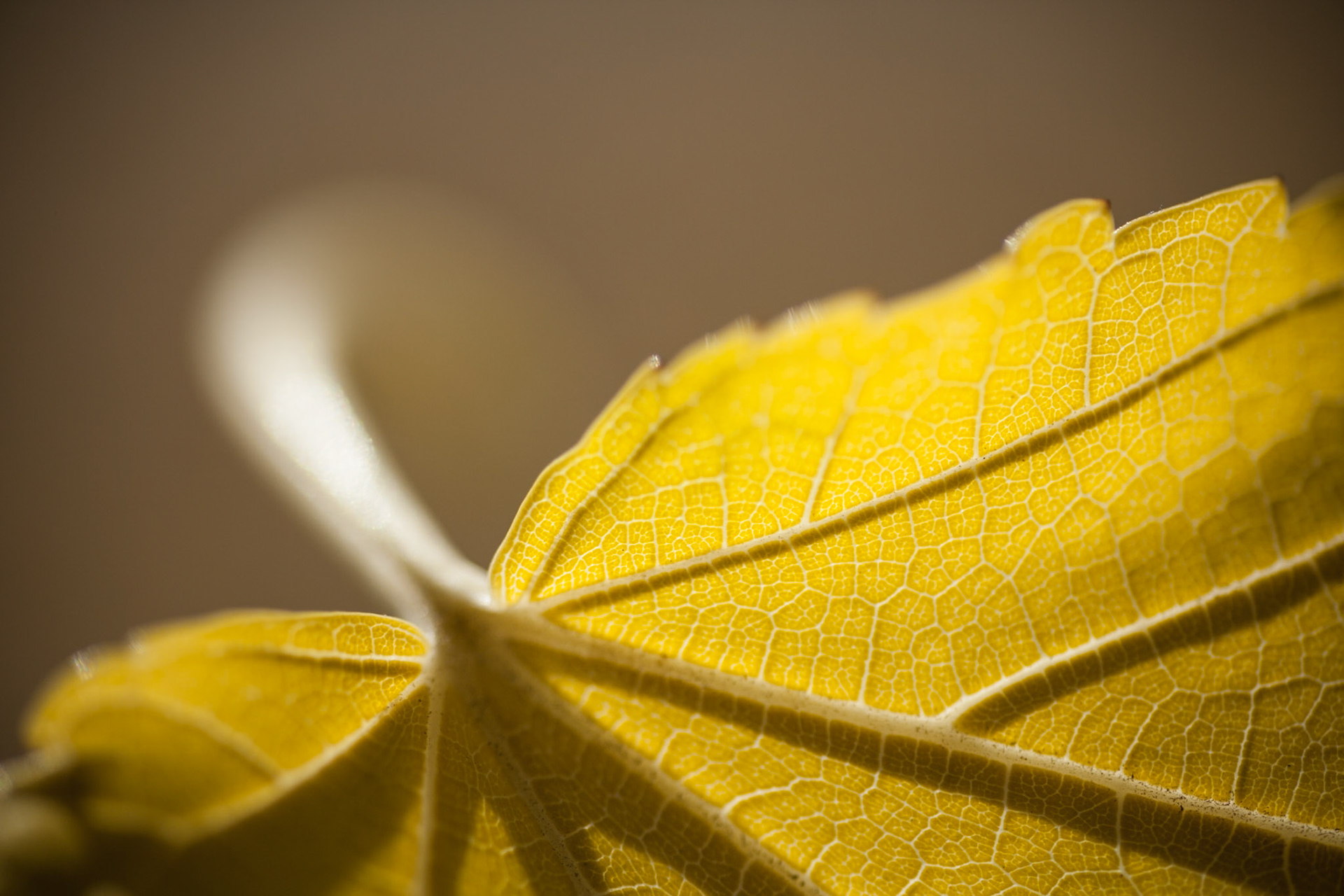 Yellow Autumn leaf, USA