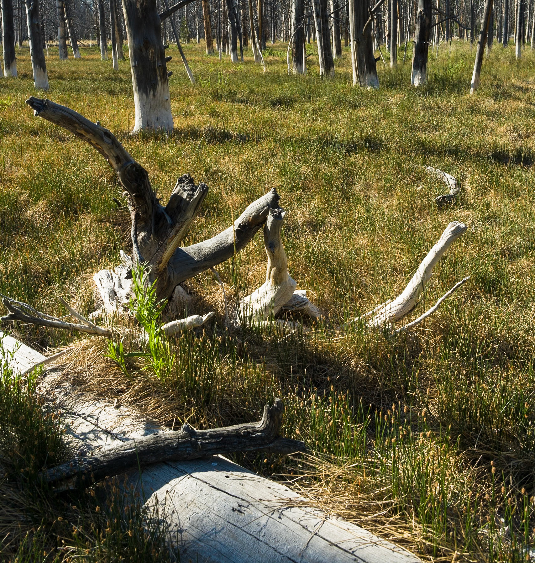 Trees at Midway Geyser Basin in Yellowstone National Park, USA