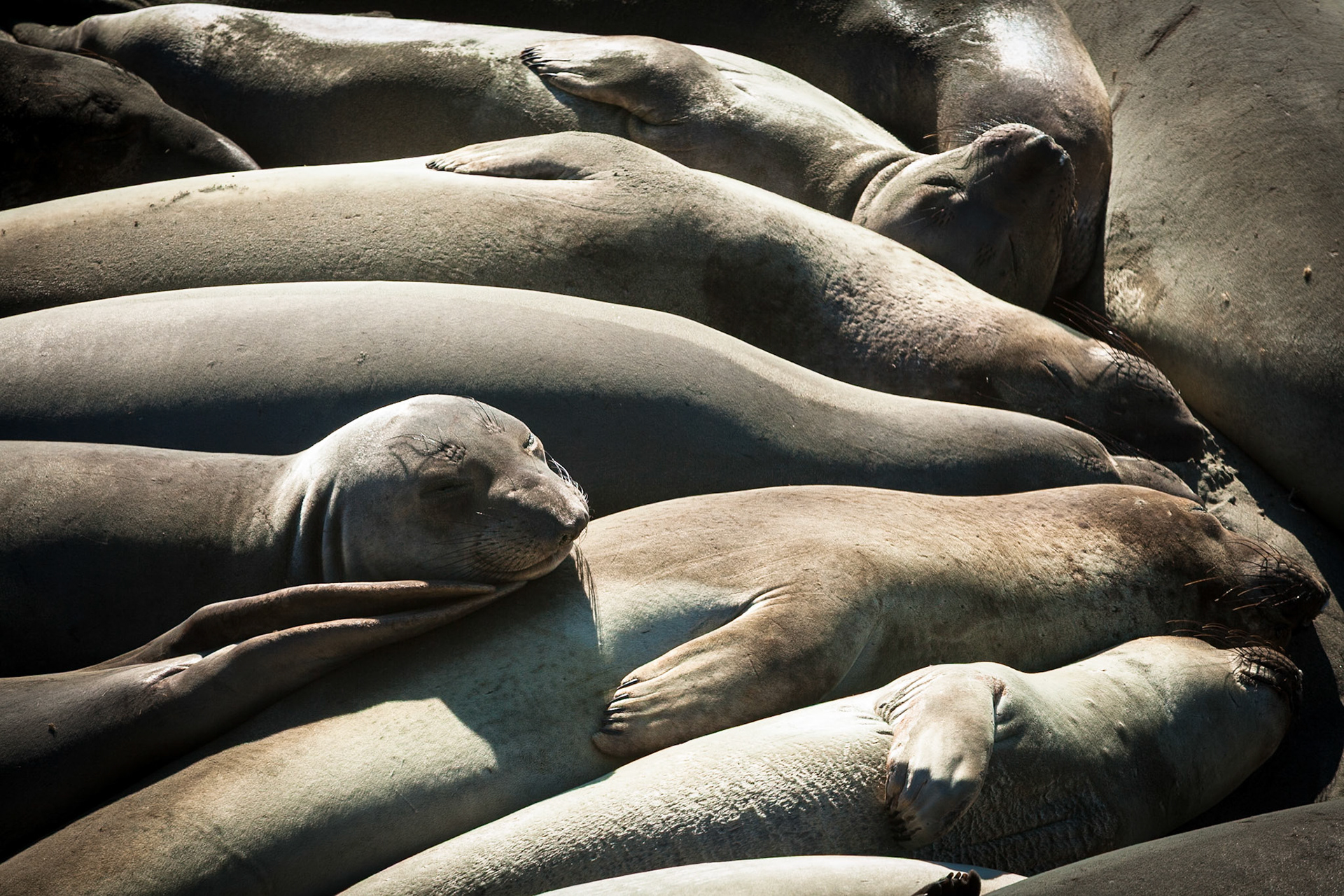 Elephant Seals at Piedras Blancas, San Simeon, Hwy 1, California, USA