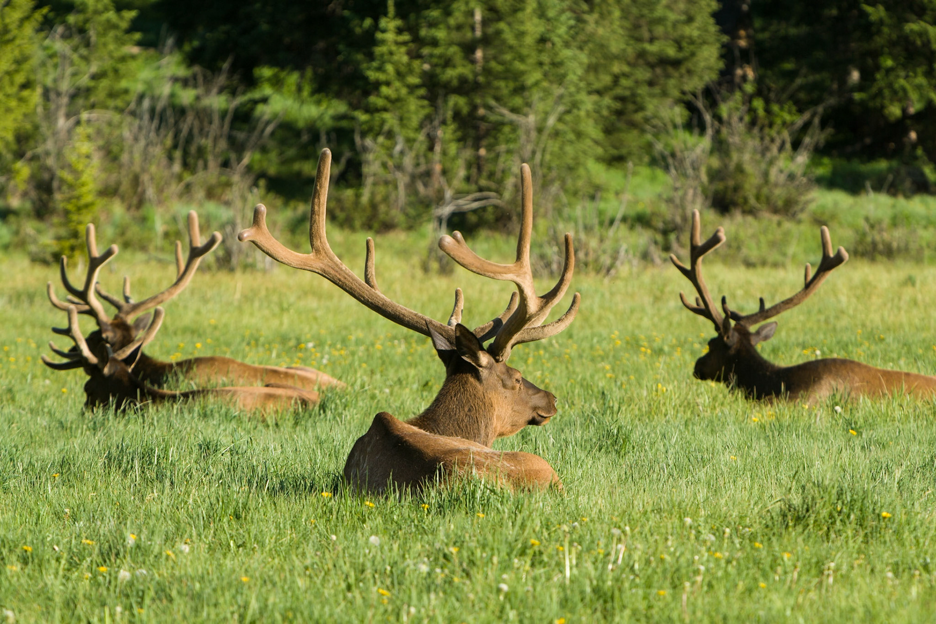 Elk in Rocky Mountains National Park, CO, USA