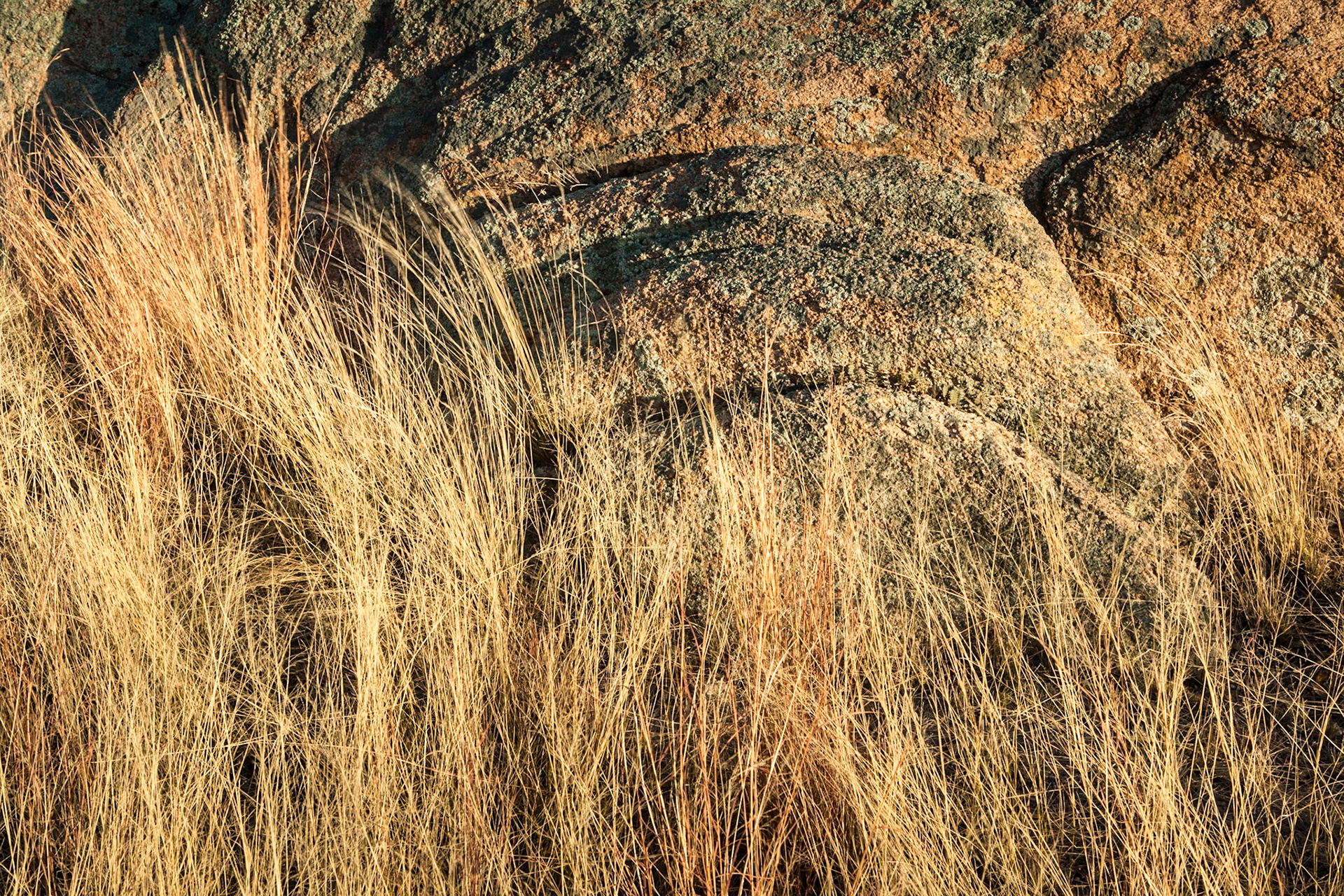 Graphical grass and rock Dragoon Mountains, Arizona, USA