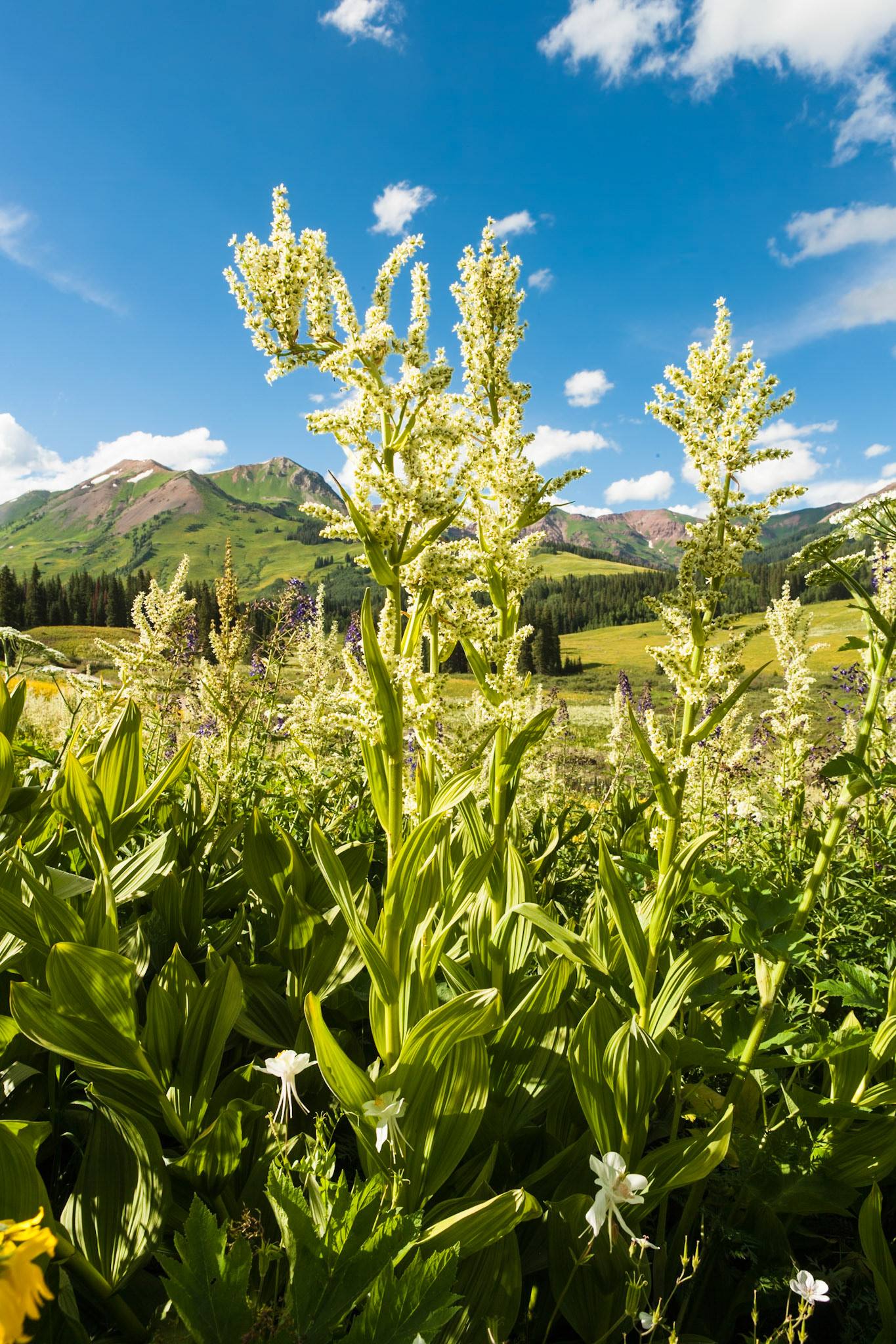 County Road 317 North of Crested Butte, CO, USA
