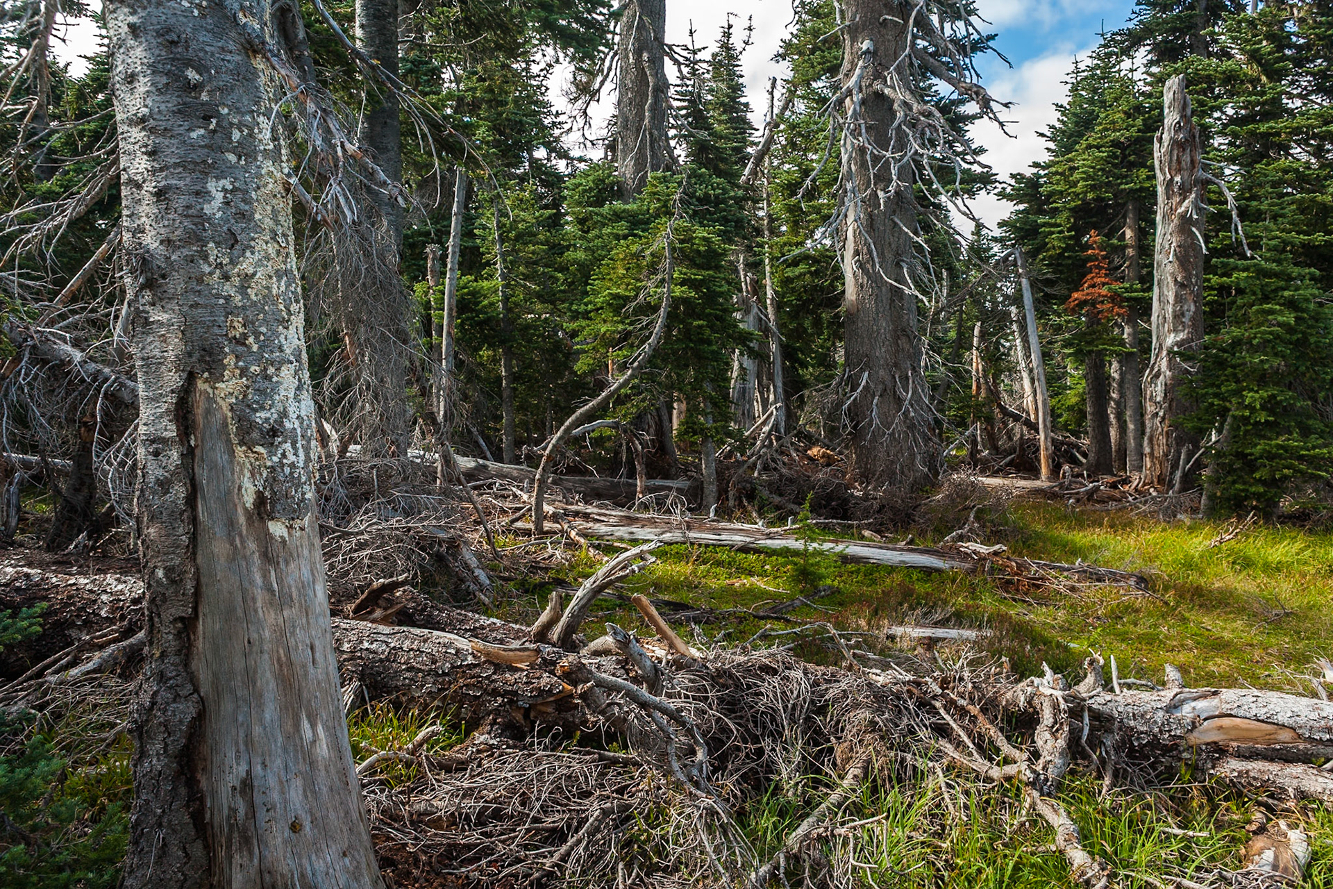 Trees at Hurricane Ridge, Olympic Nat'l Park, Washington, USA