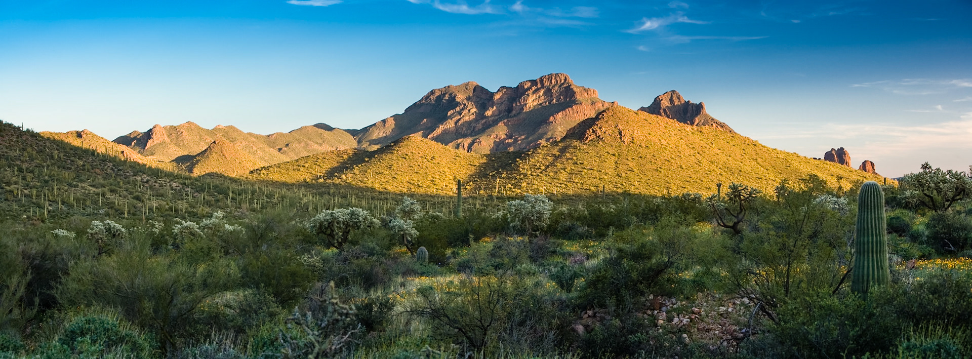 Organ Pipe Cactus National Monument, Arizona, USA