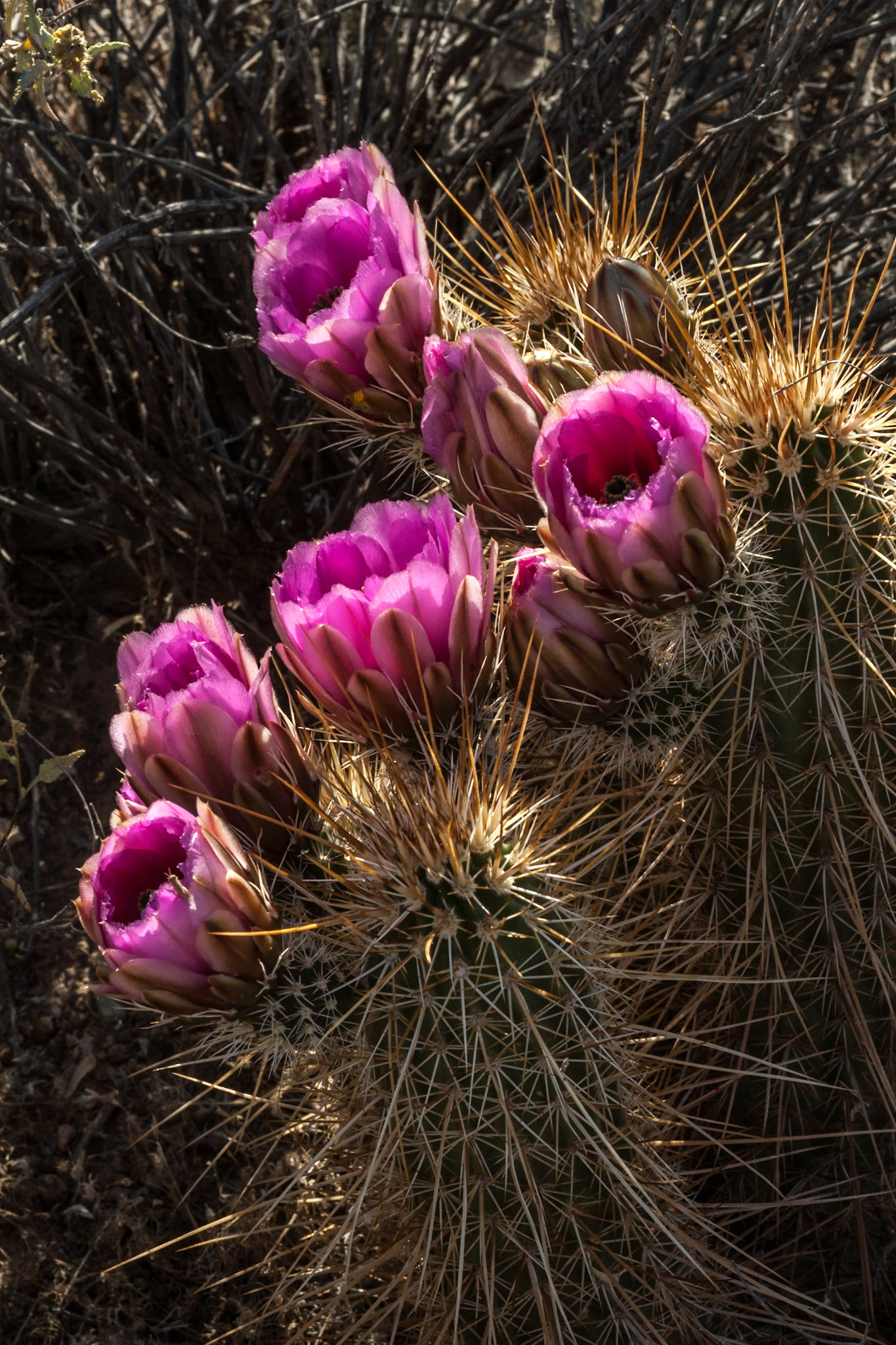 Boyce Thompson hedgehog Cactus Flower in Lost Dutchman State Park, AZ, USA